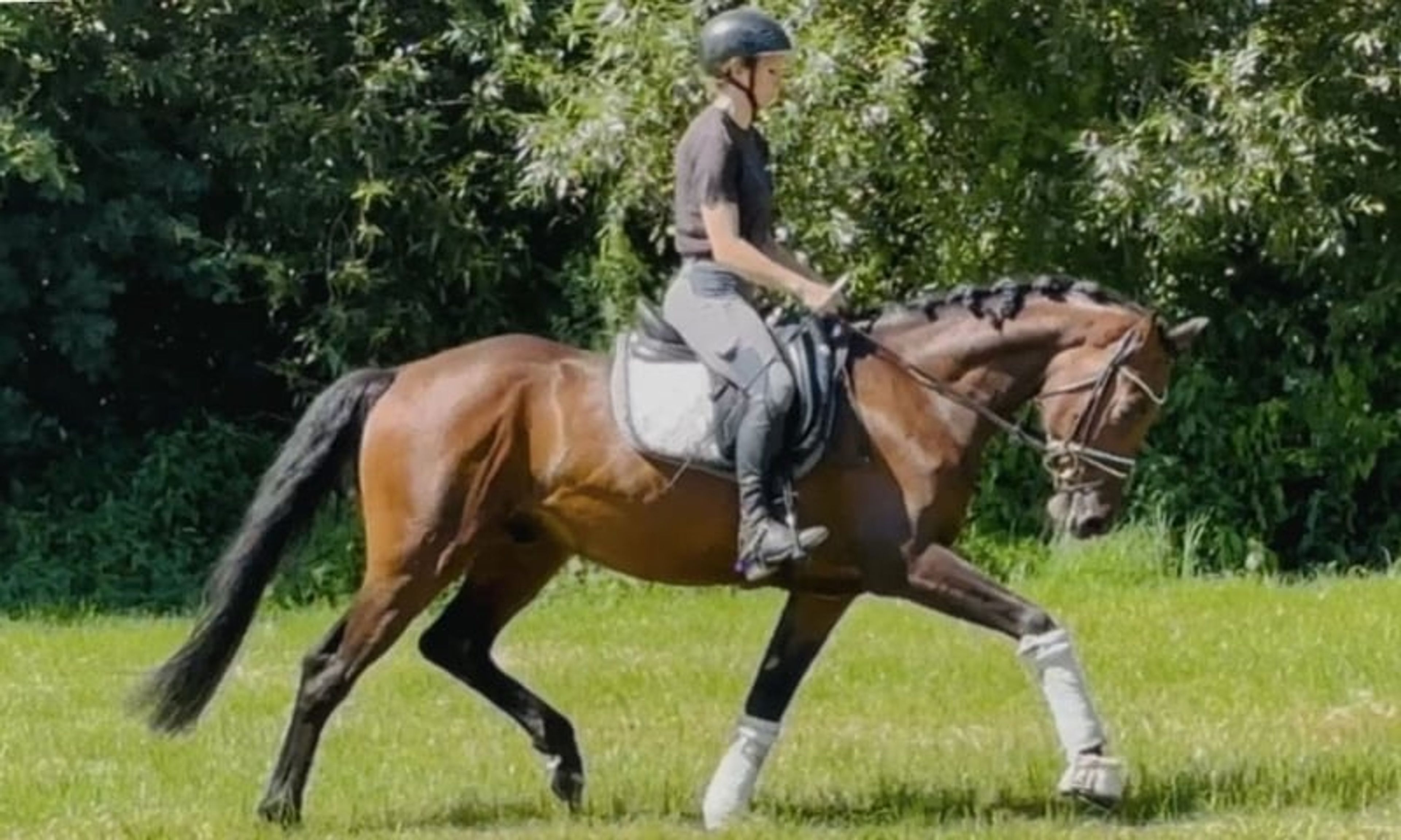 Dynamic Dream for Dressage - Image 3