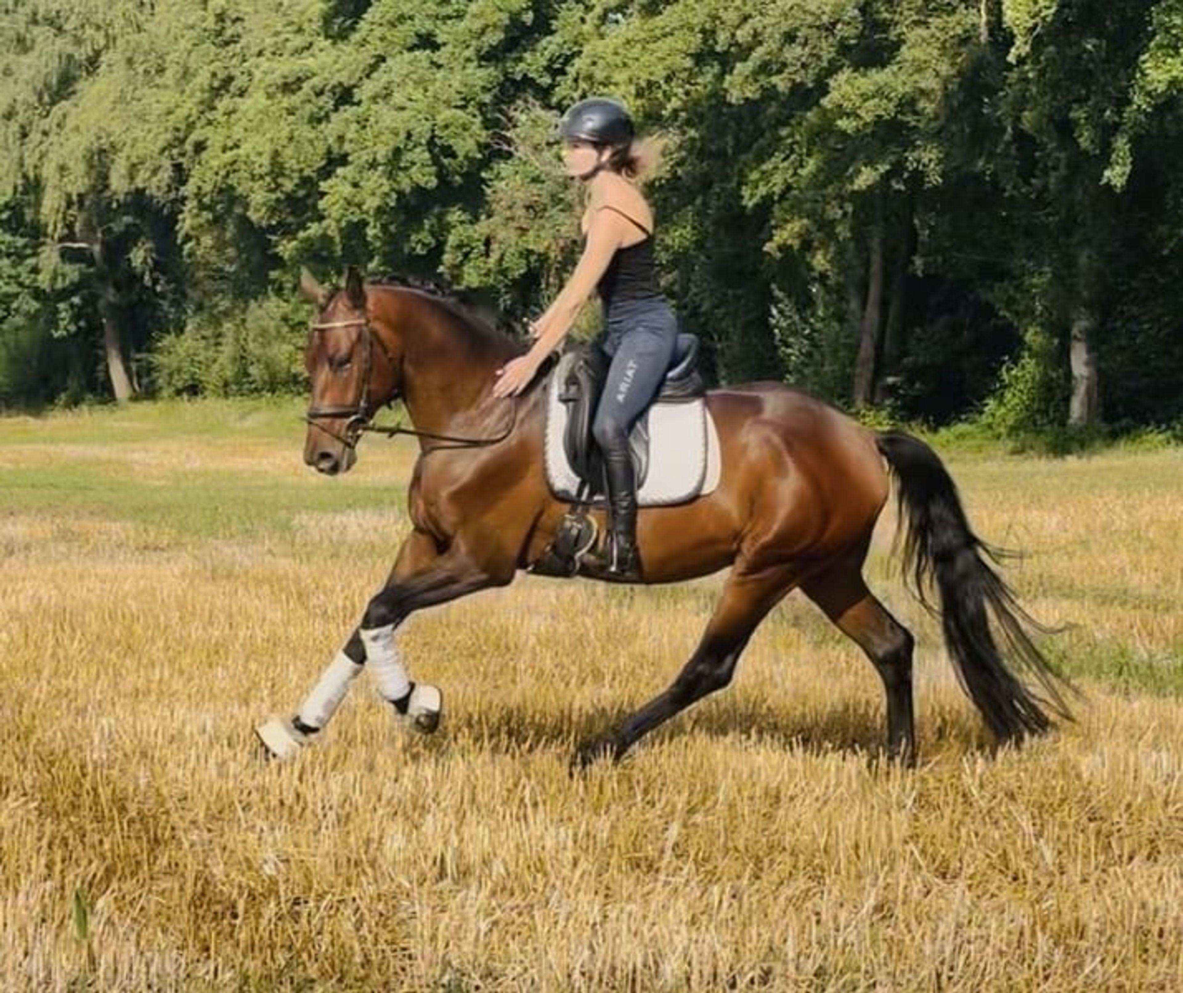 Dynamic Dream for Dressage - Image 4