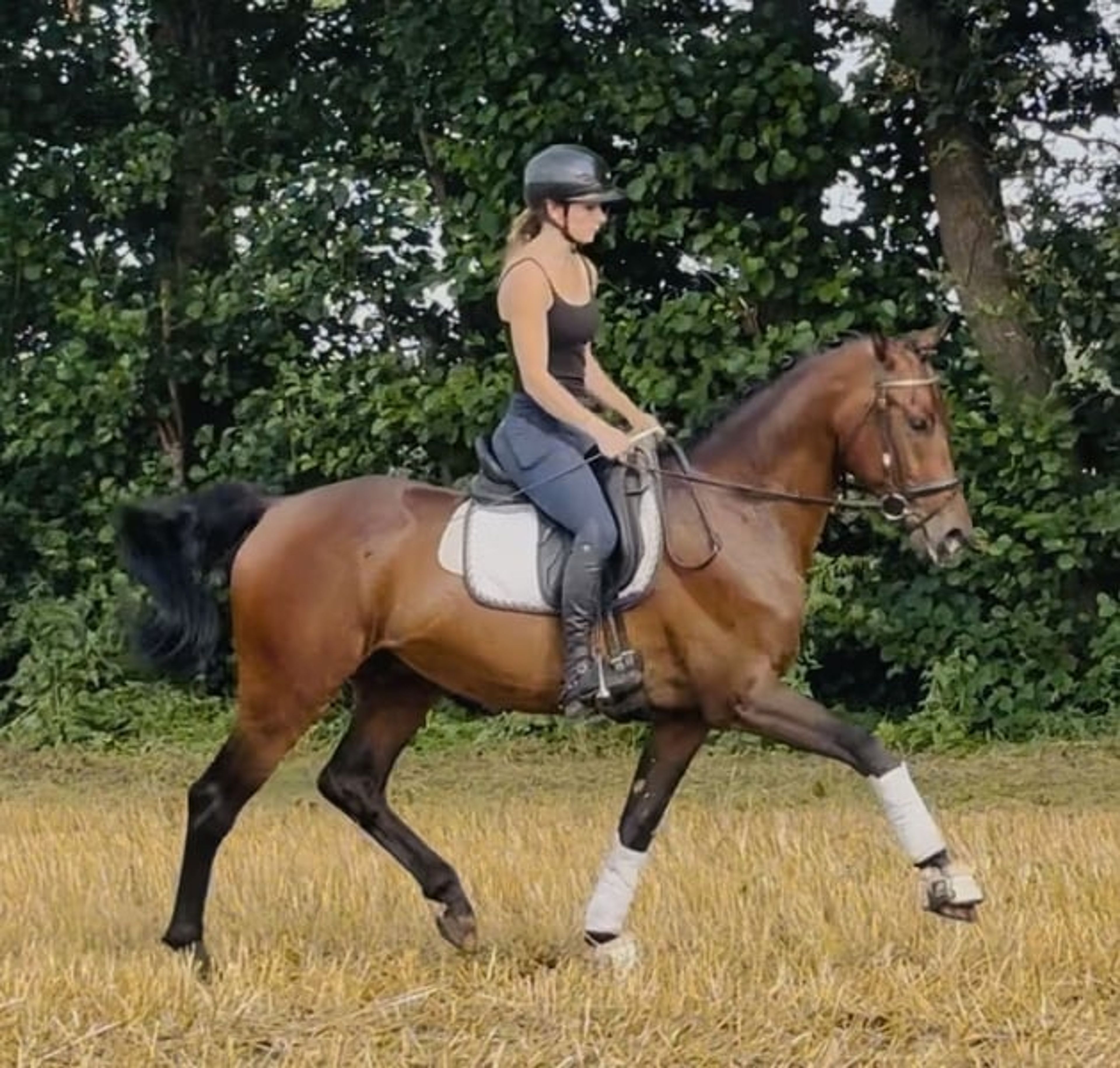 Dynamic Dream for Dressage - Image 5