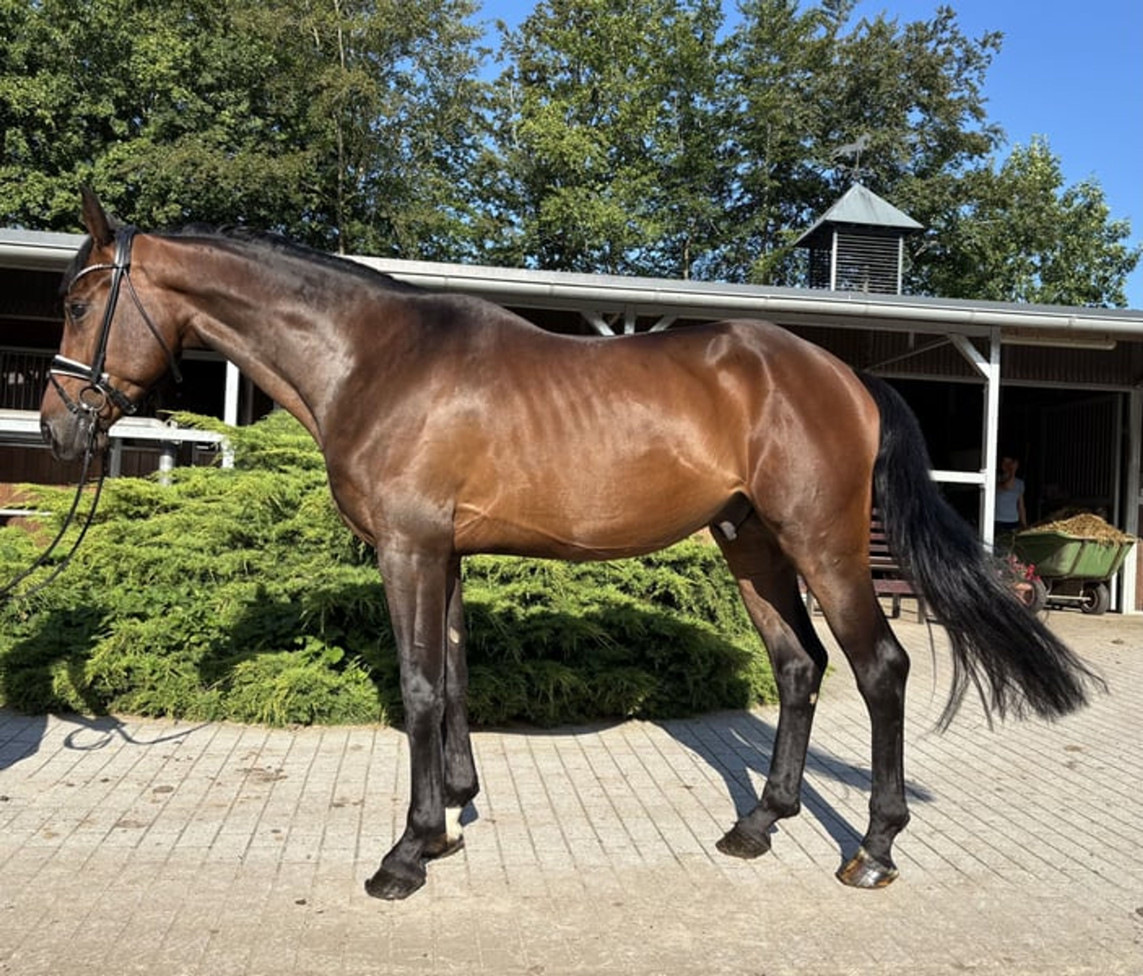 Dynamic Dream for Dressage - Image 6