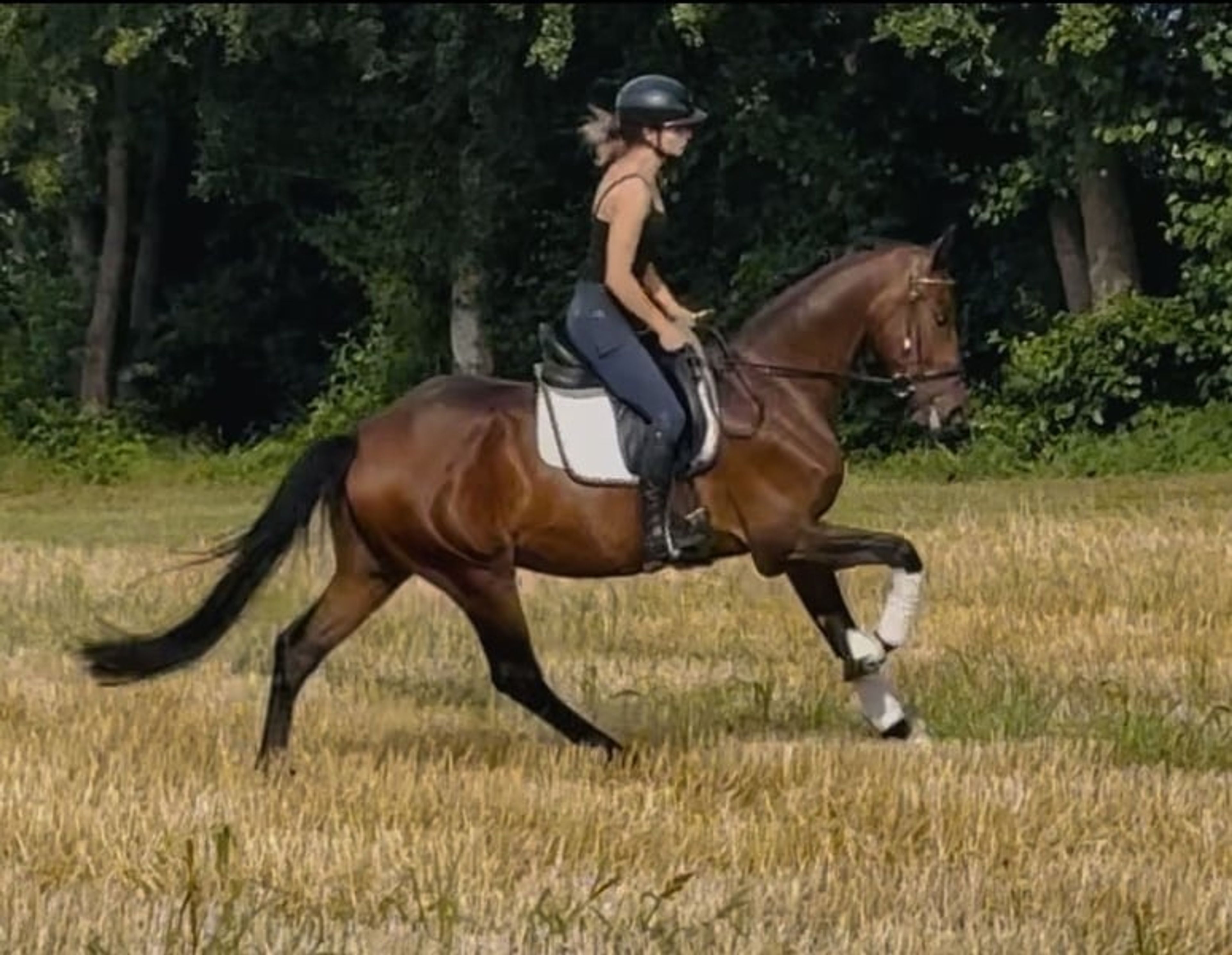Dynamic Dream for Dressage - Image 7