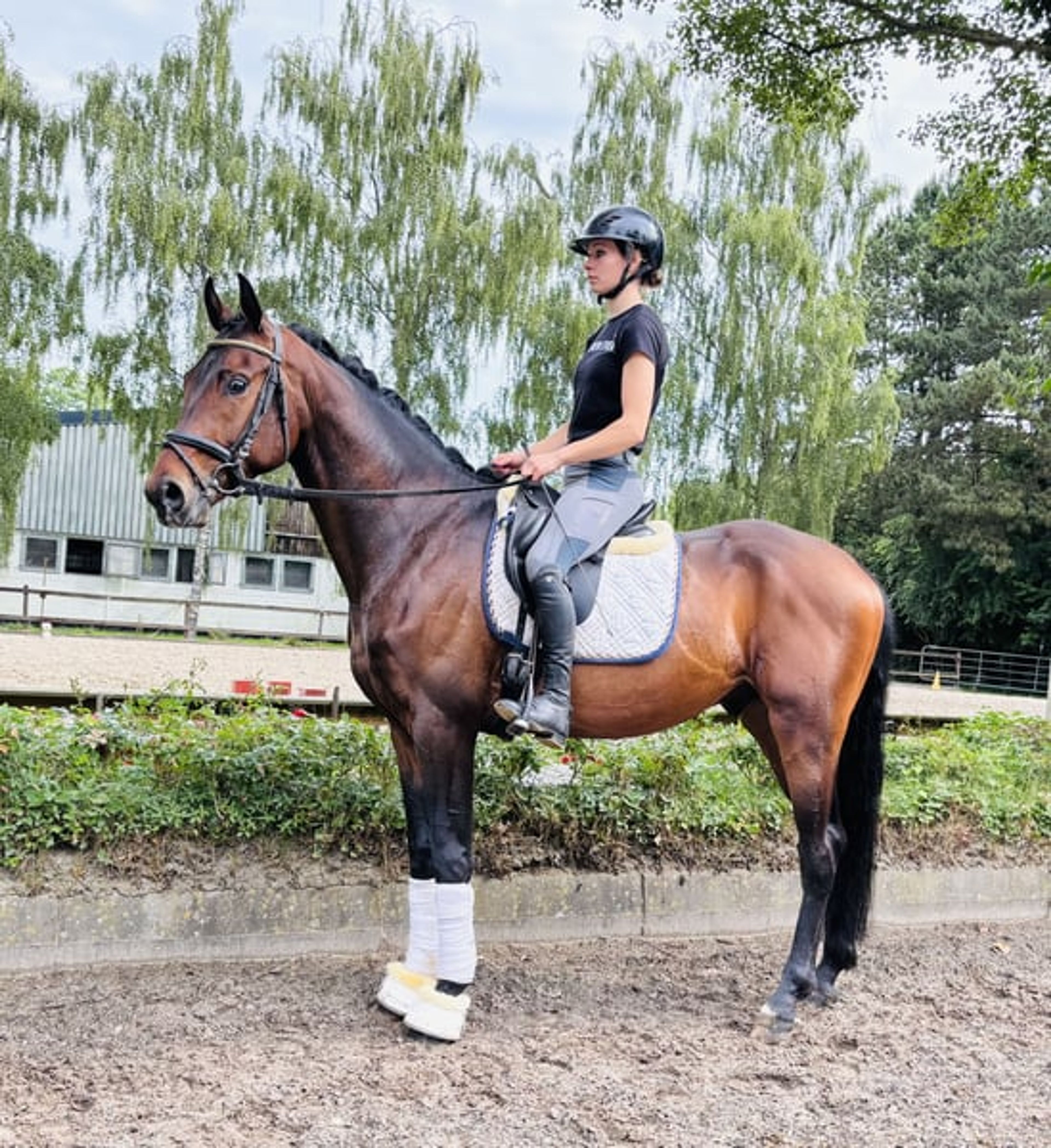 Dynamic Dream for Dressage - Image 8