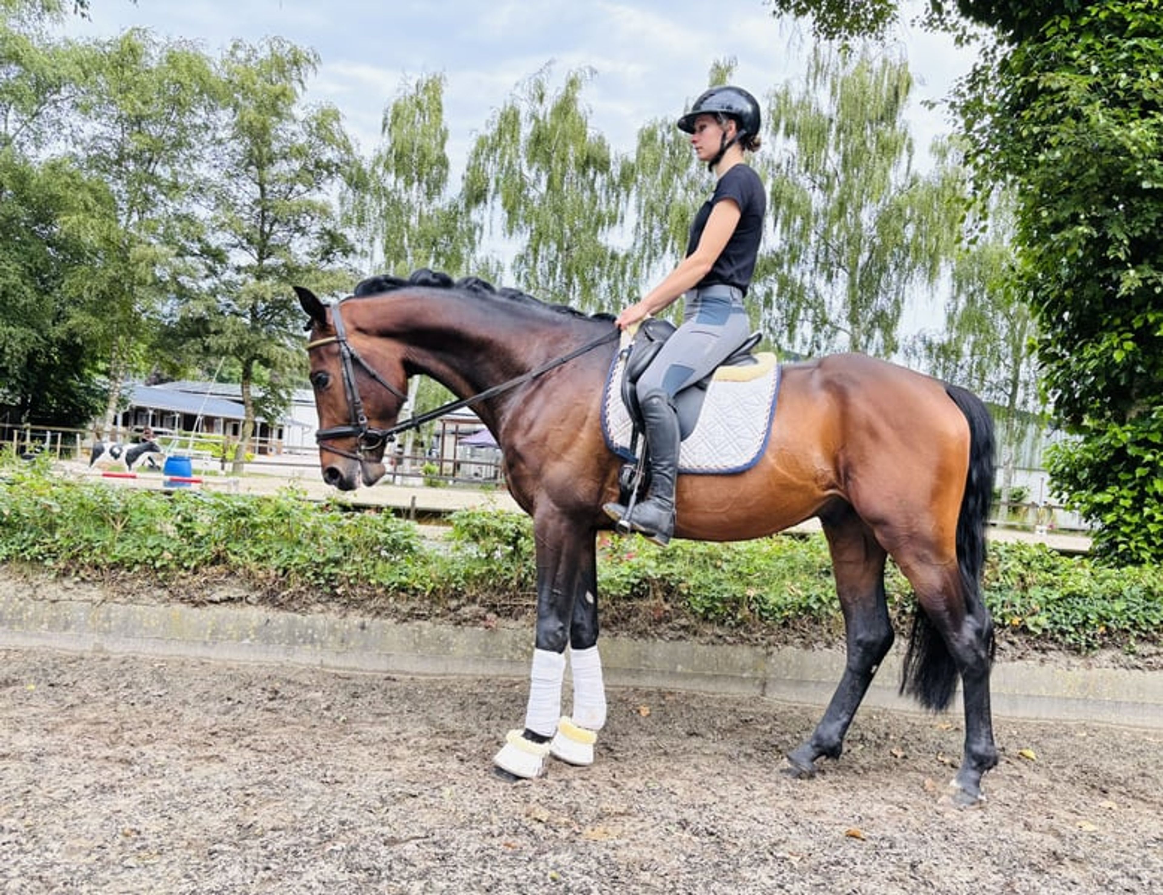 Dynamic Dream for Dressage - Image 10