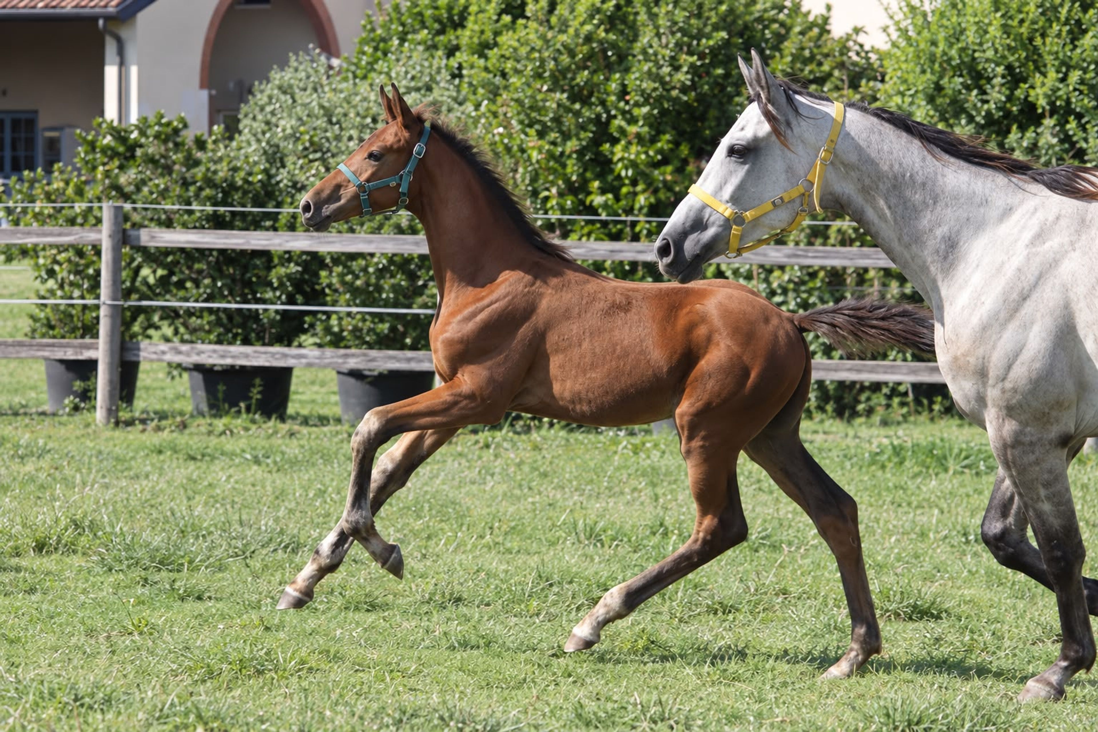 Jet Set C Z (JERICHO DE HUS x VIVALDI DU SEIGNEUR) - Image 1