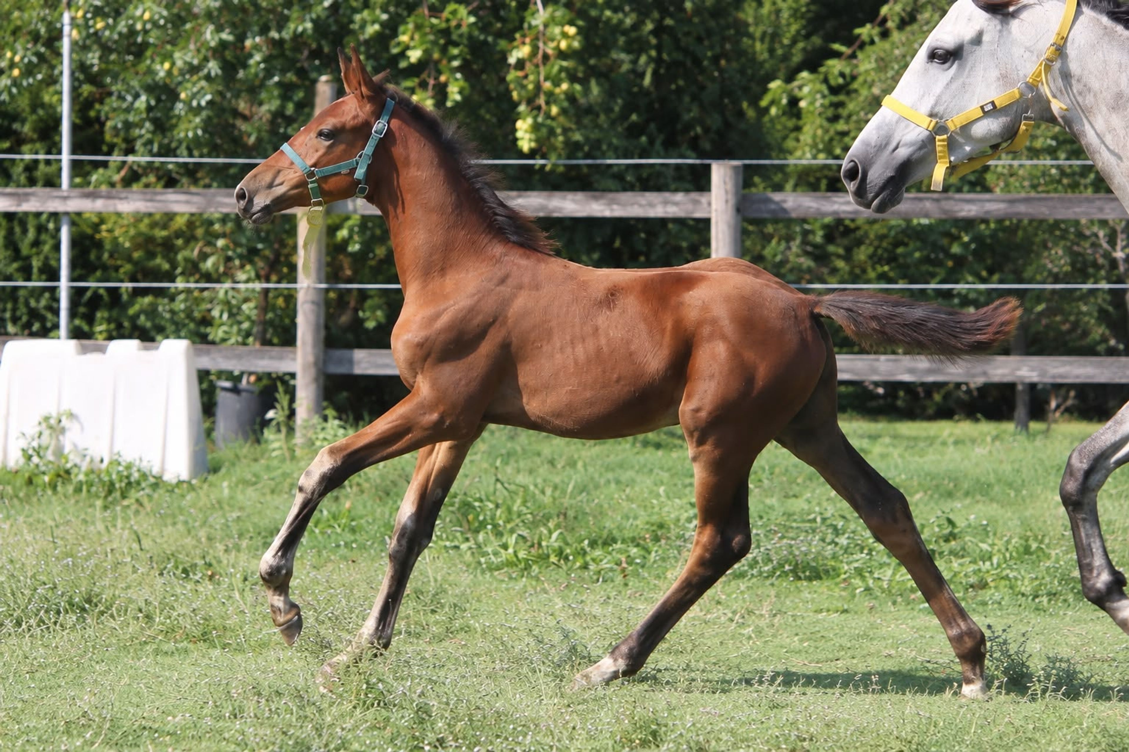 Jet Set C Z (JERICHO DE HUS x VIVALDI DU SEIGNEUR) - Image 2