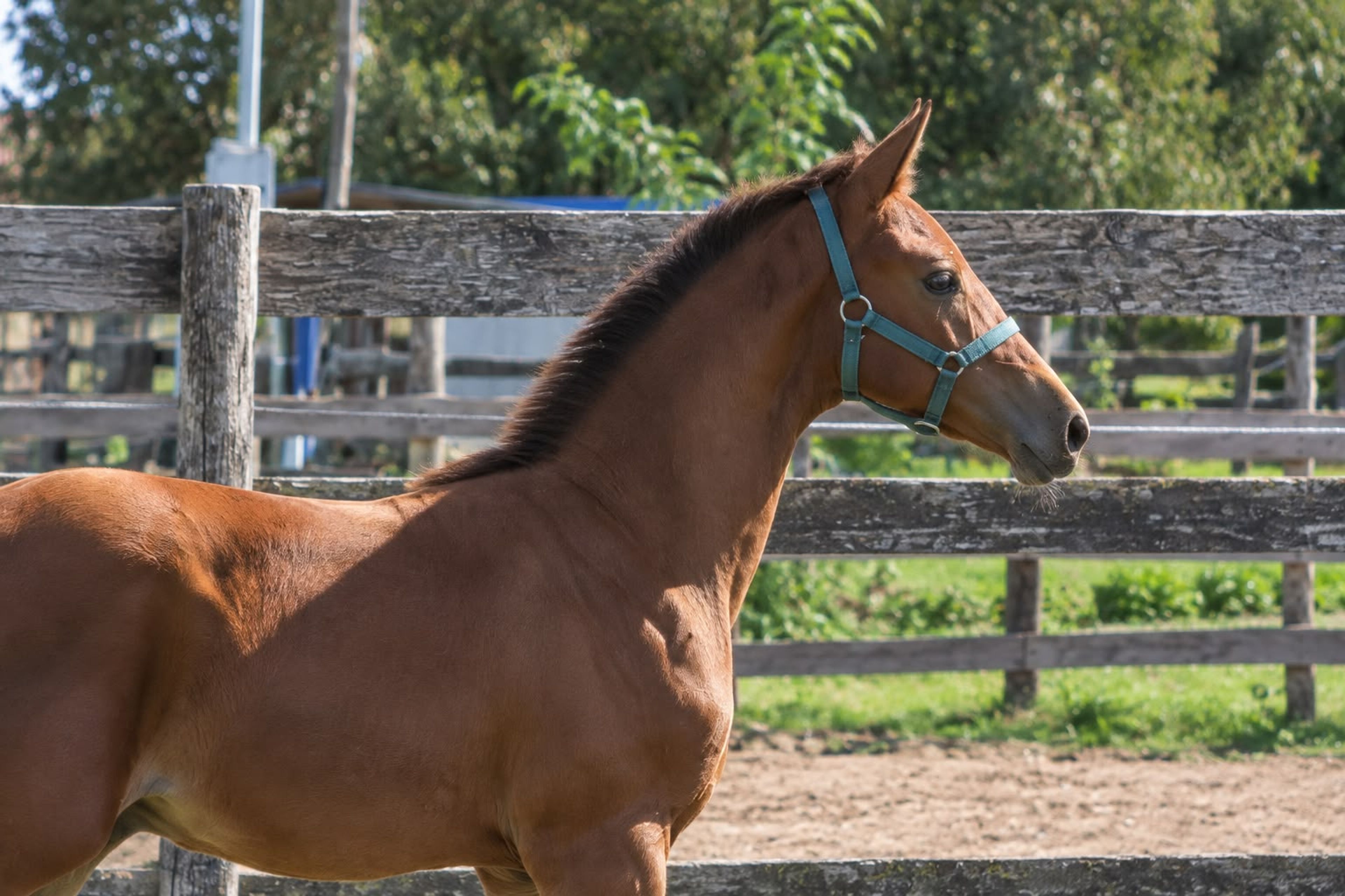 Jet Set C Z (JERICHO DE HUS x VIVALDI DU SEIGNEUR) - Image 3