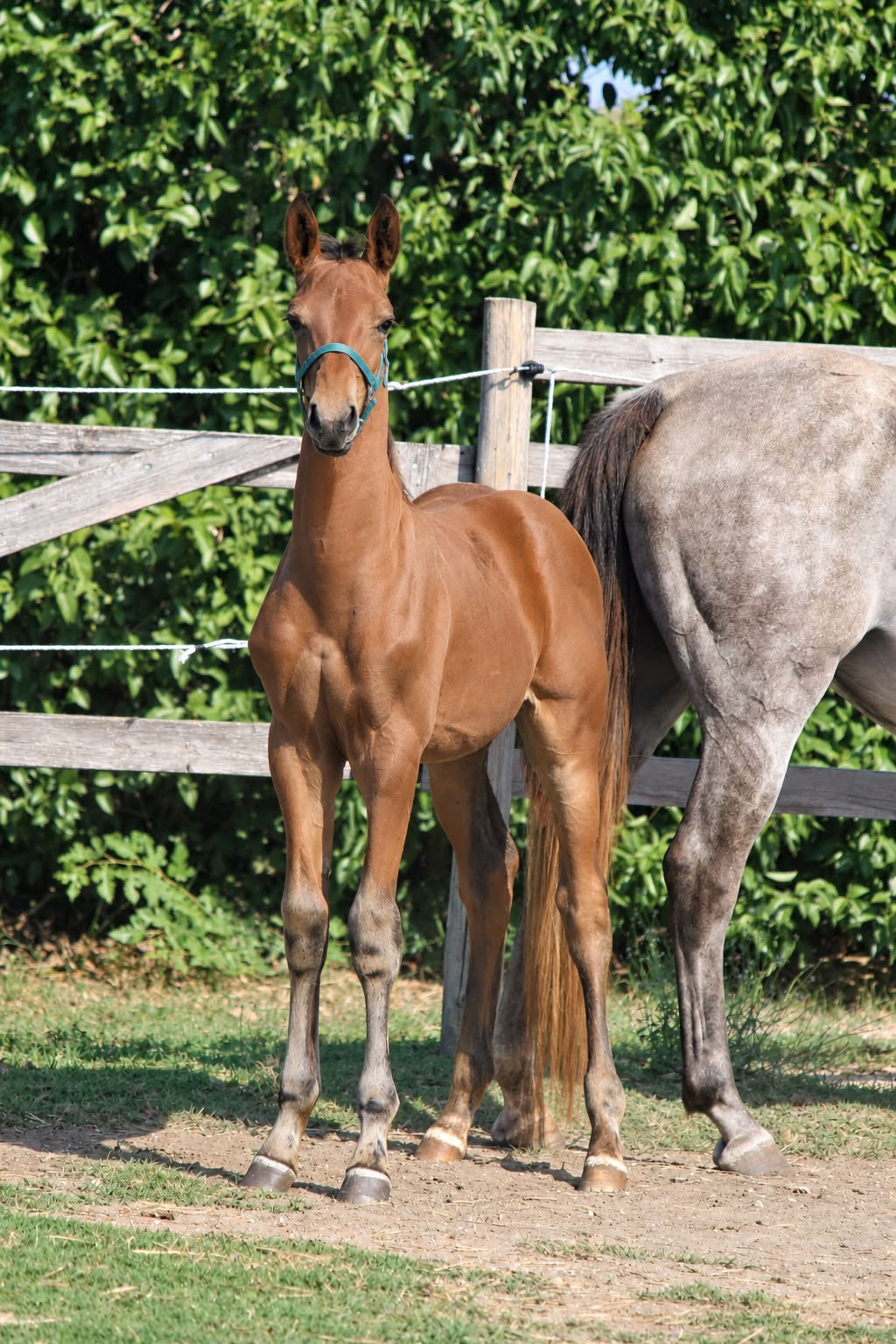 Jet Set C Z (JERICHO DE HUS x VIVALDI DU SEIGNEUR) - Image 4