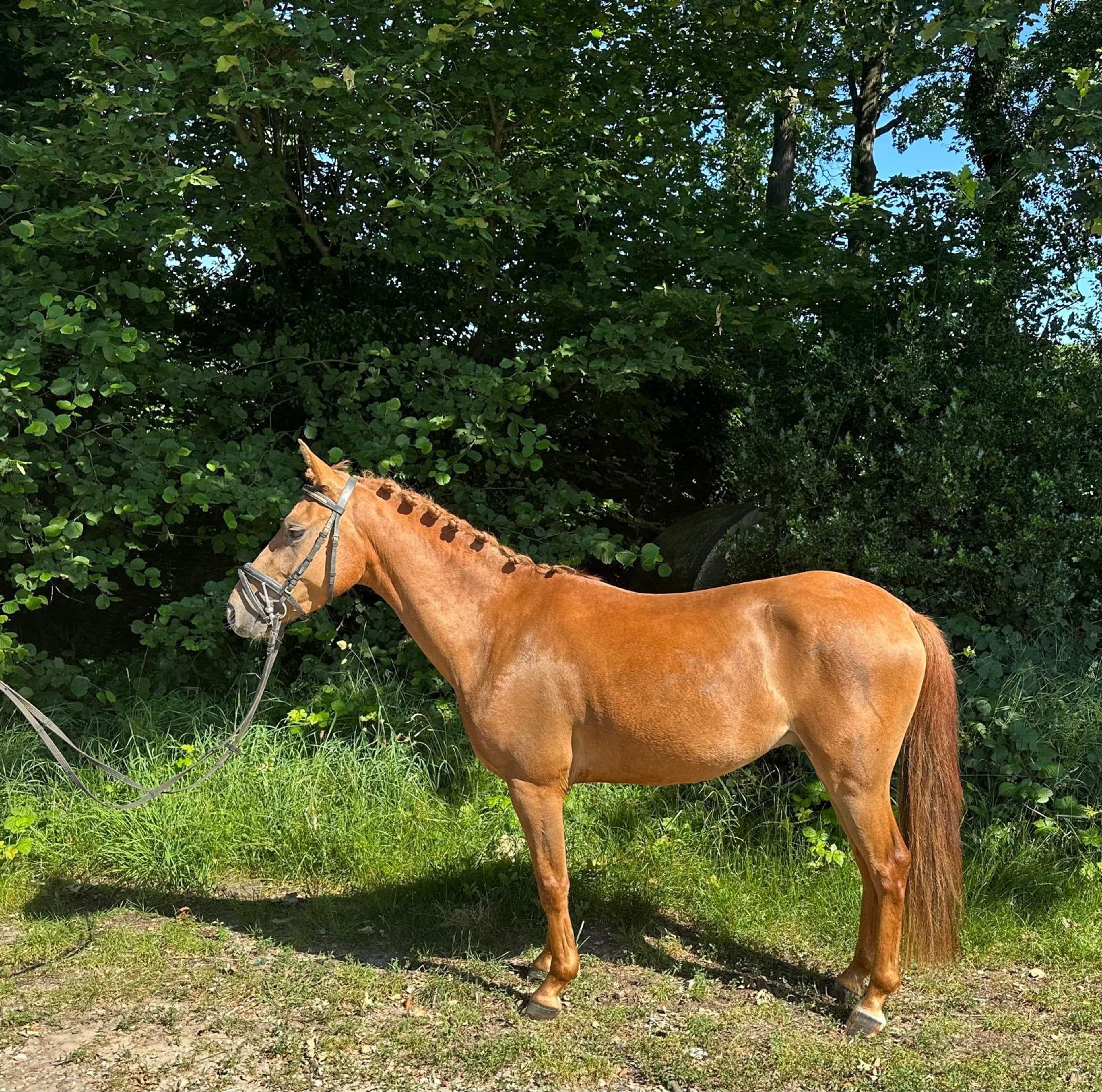 Rancho Di Cabai Bless (GRUYTER'S BRUNO MARS x MESCALERO) - Image 1
