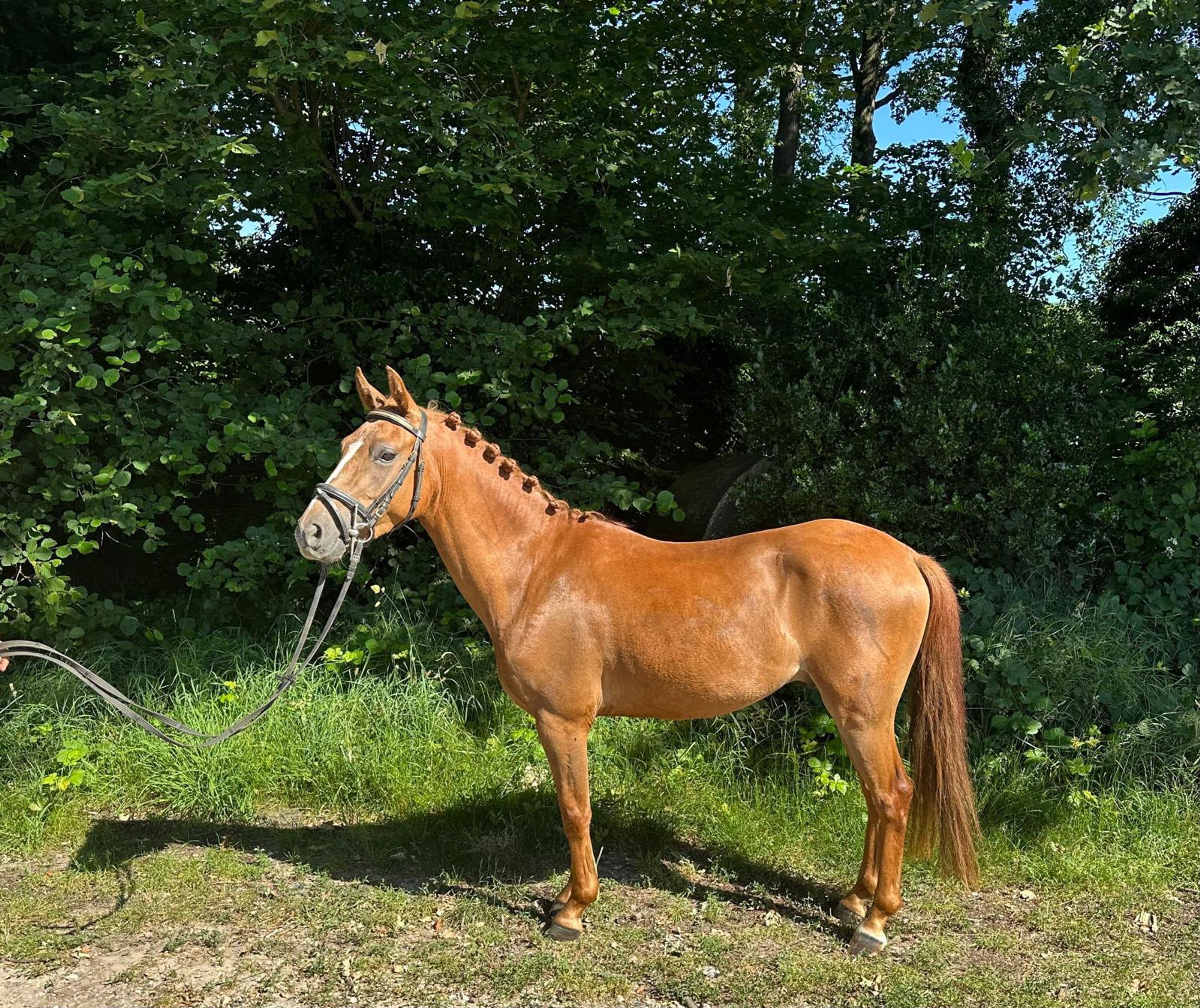 Rancho Di Cabai Bless (GRUYTER'S BRUNO MARS x MESCALERO) - Image 2