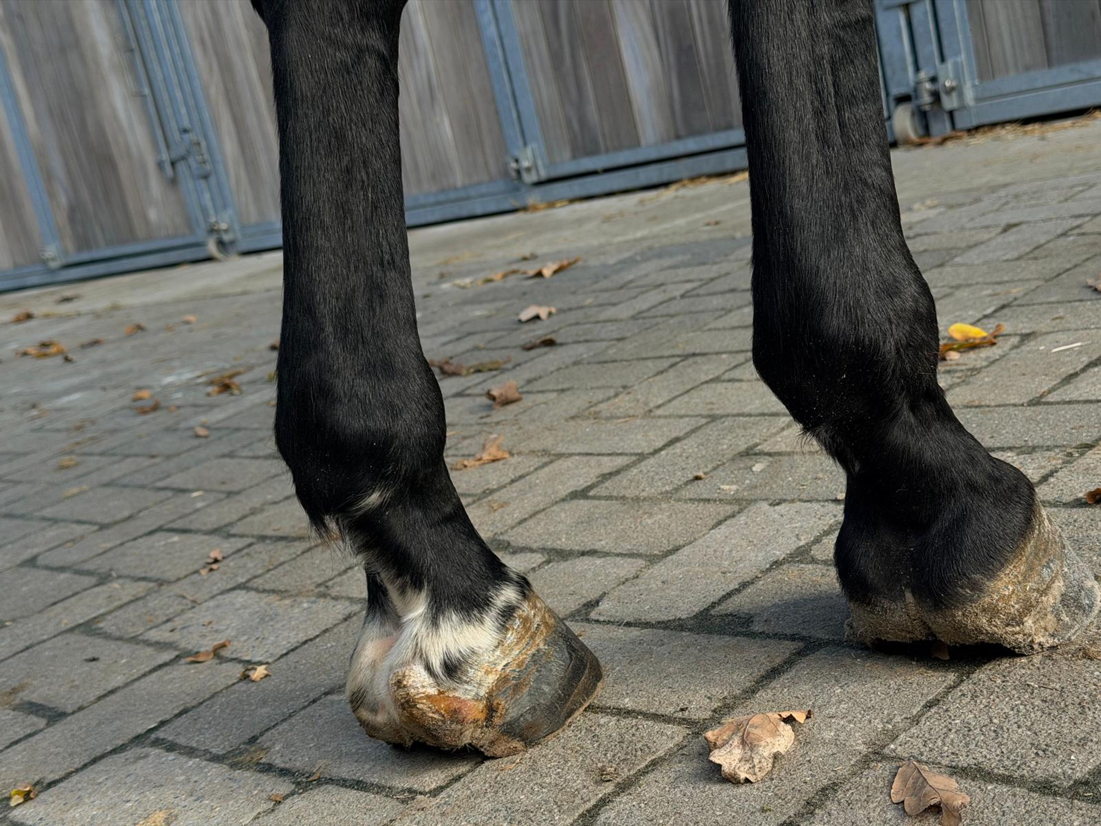 Inferno Z ☆ (I'M SPECIAL DE MUZE x POLIDIKTUS VD HELLE) - Image 9