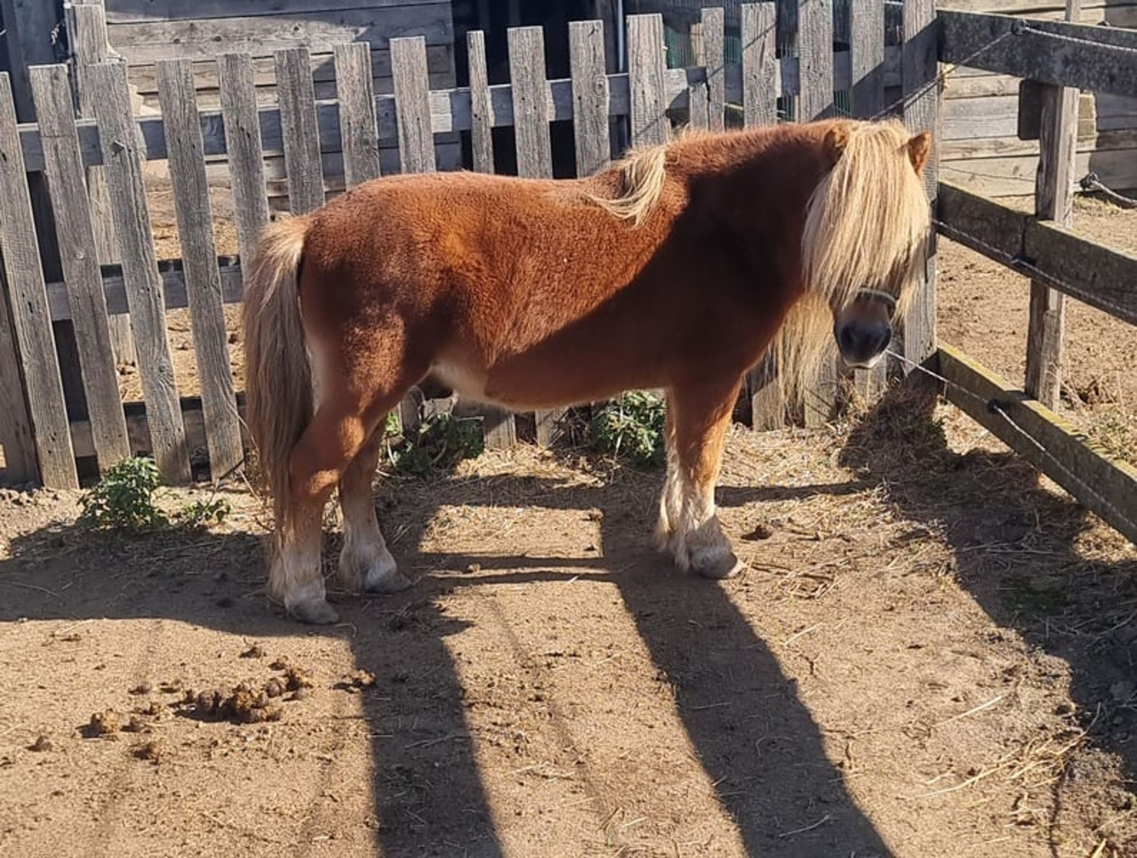 Mini Shetland stallion looking for a good home – with a protection contract!