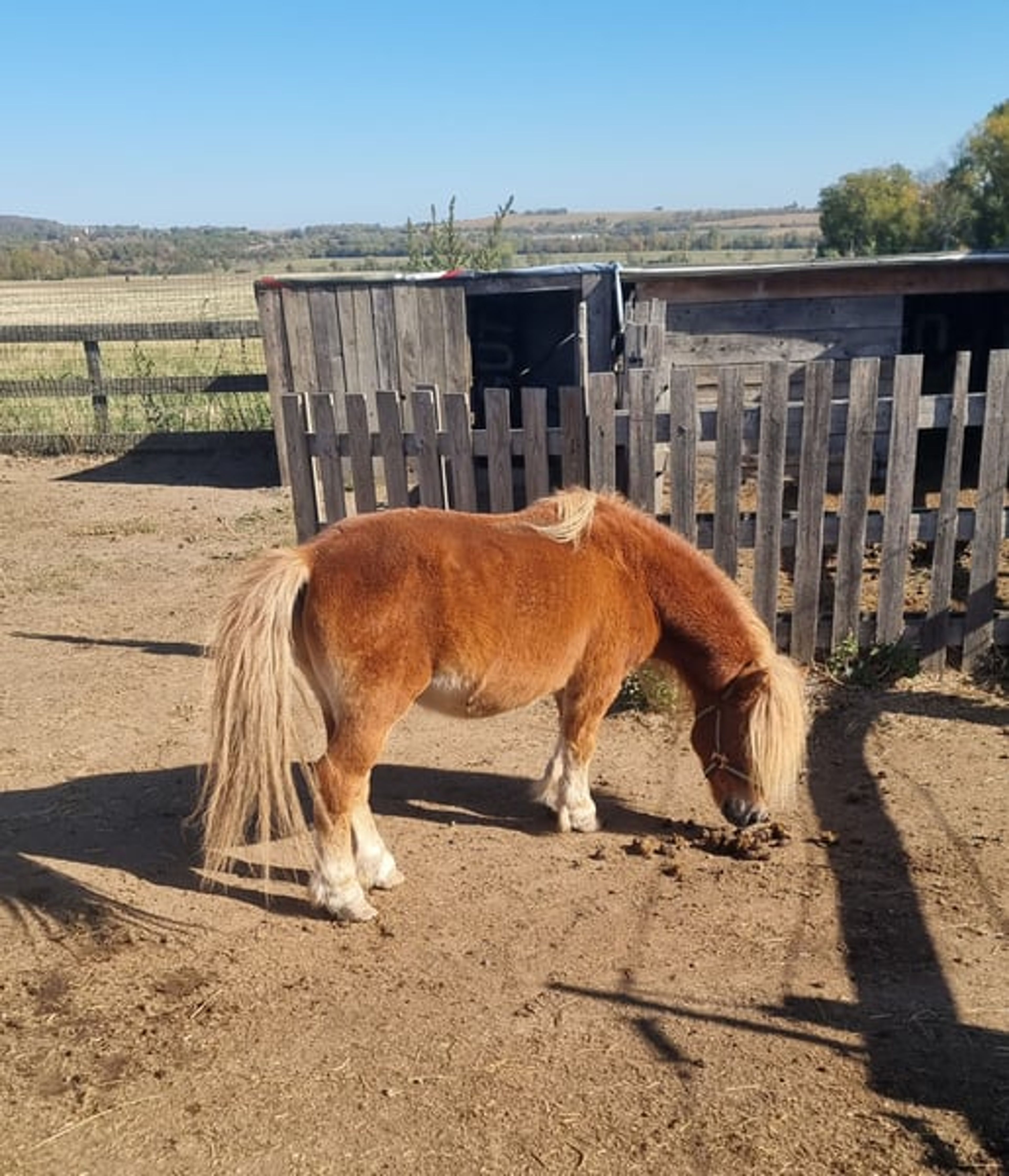 Mini Shetland stallion looking for a good home – with a protection contract! - Image 2