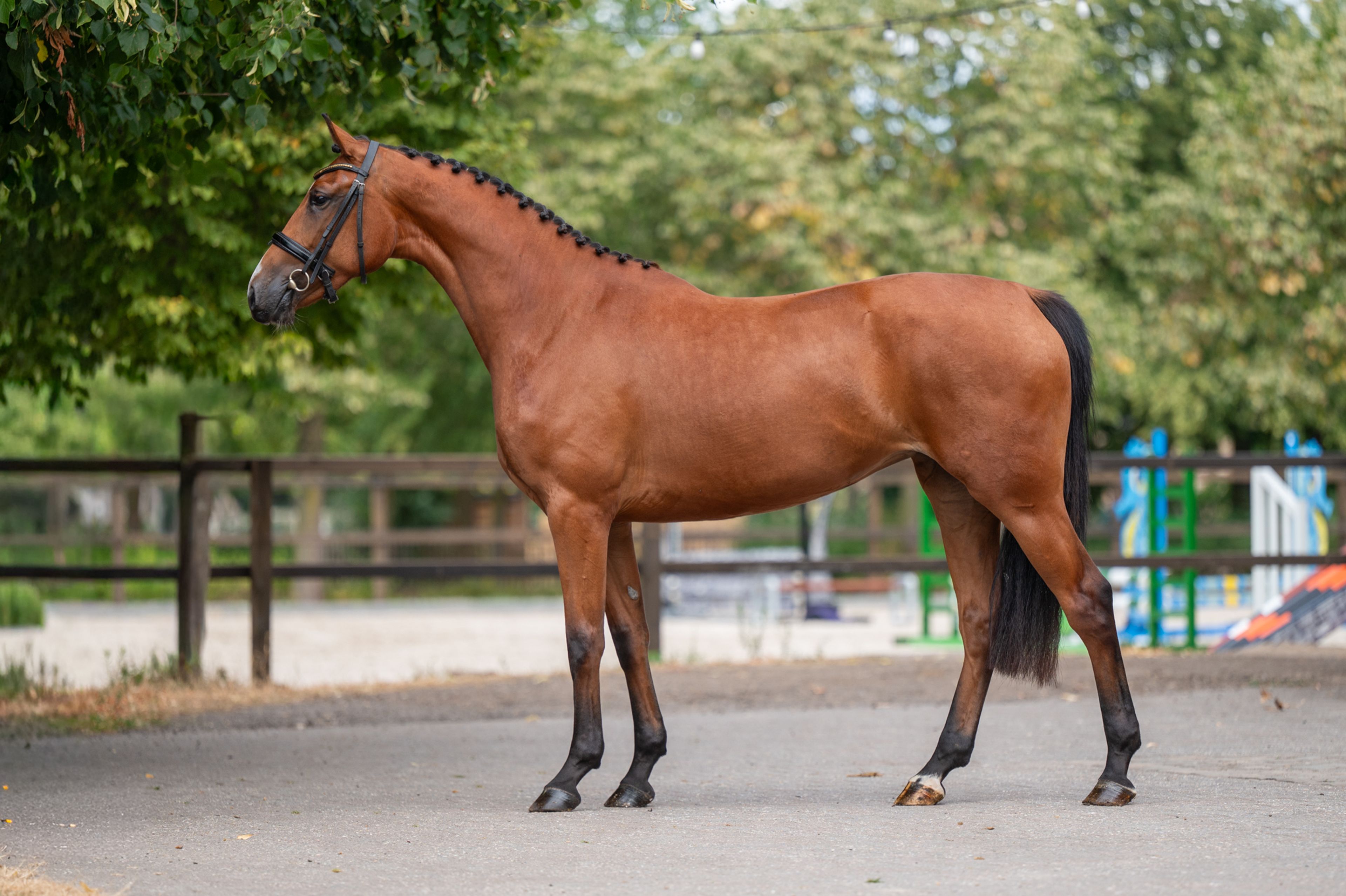 HRH Zara EN (LORDANOS x ULFT)
