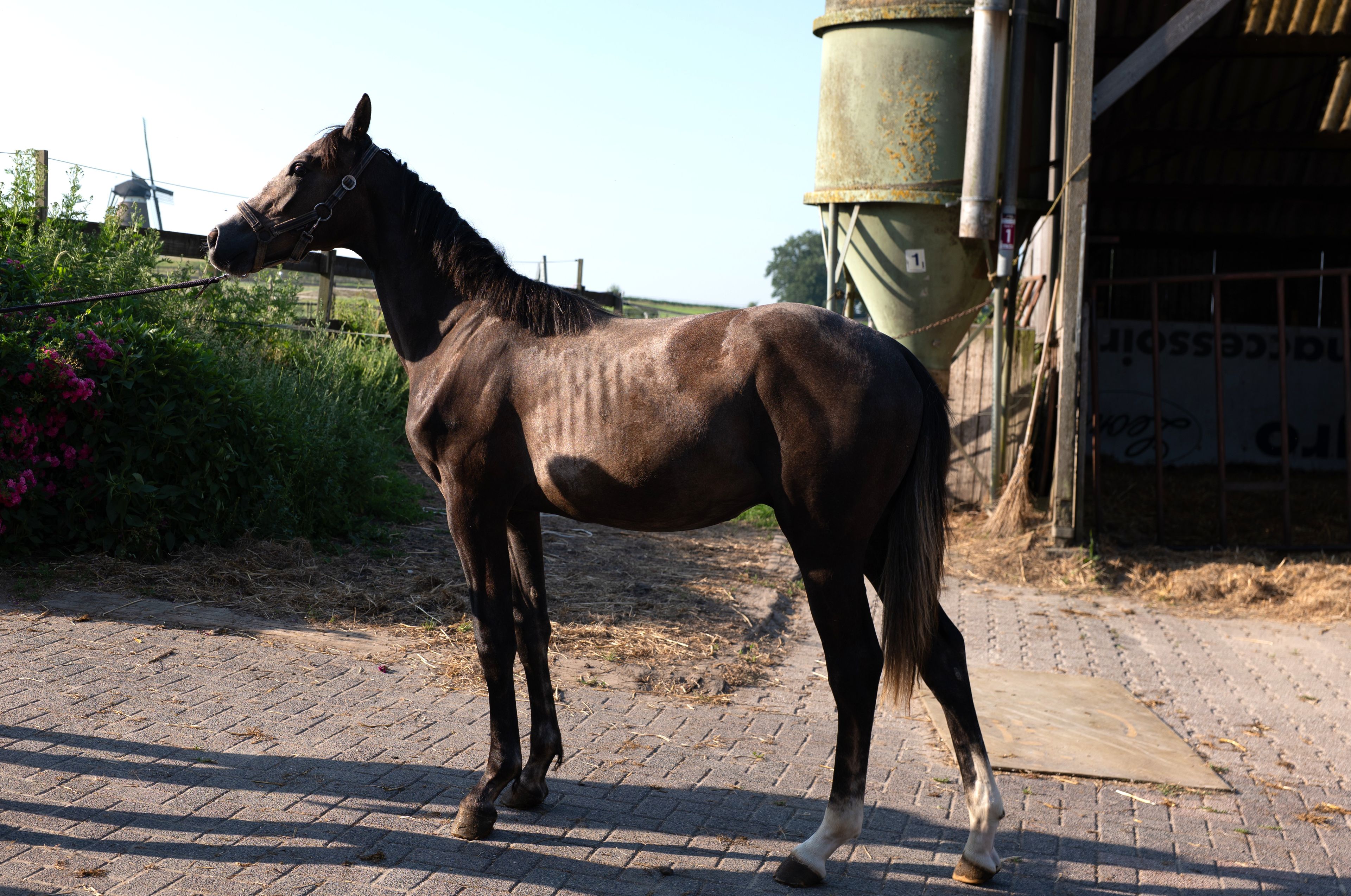 Kumpinorde van de Pluum ☆ (KOOL BLUE x WILFRED) - Image 1