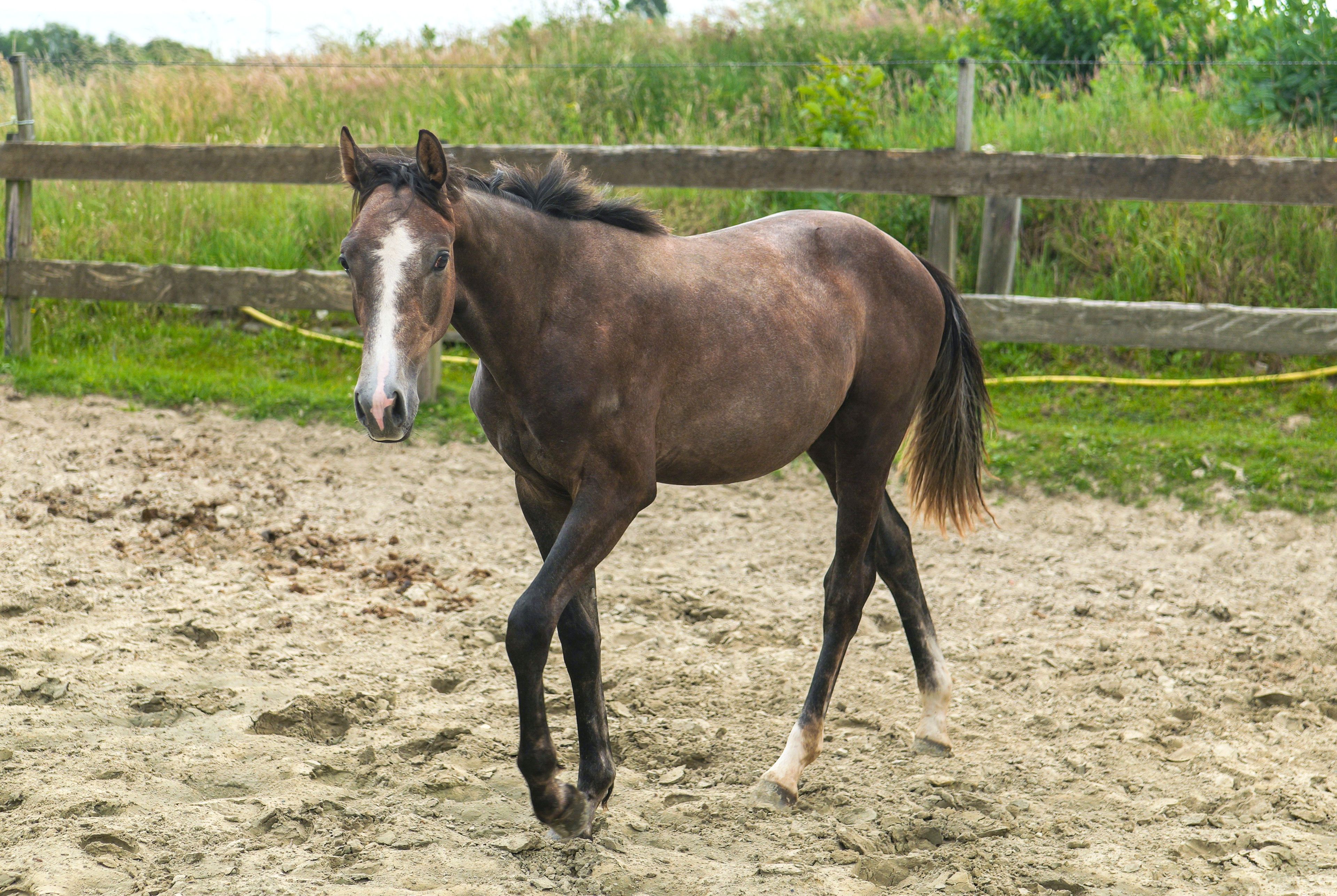Kumpinorde van de Pluum ☆ (KOOL BLUE x WILFRED) - Image 2