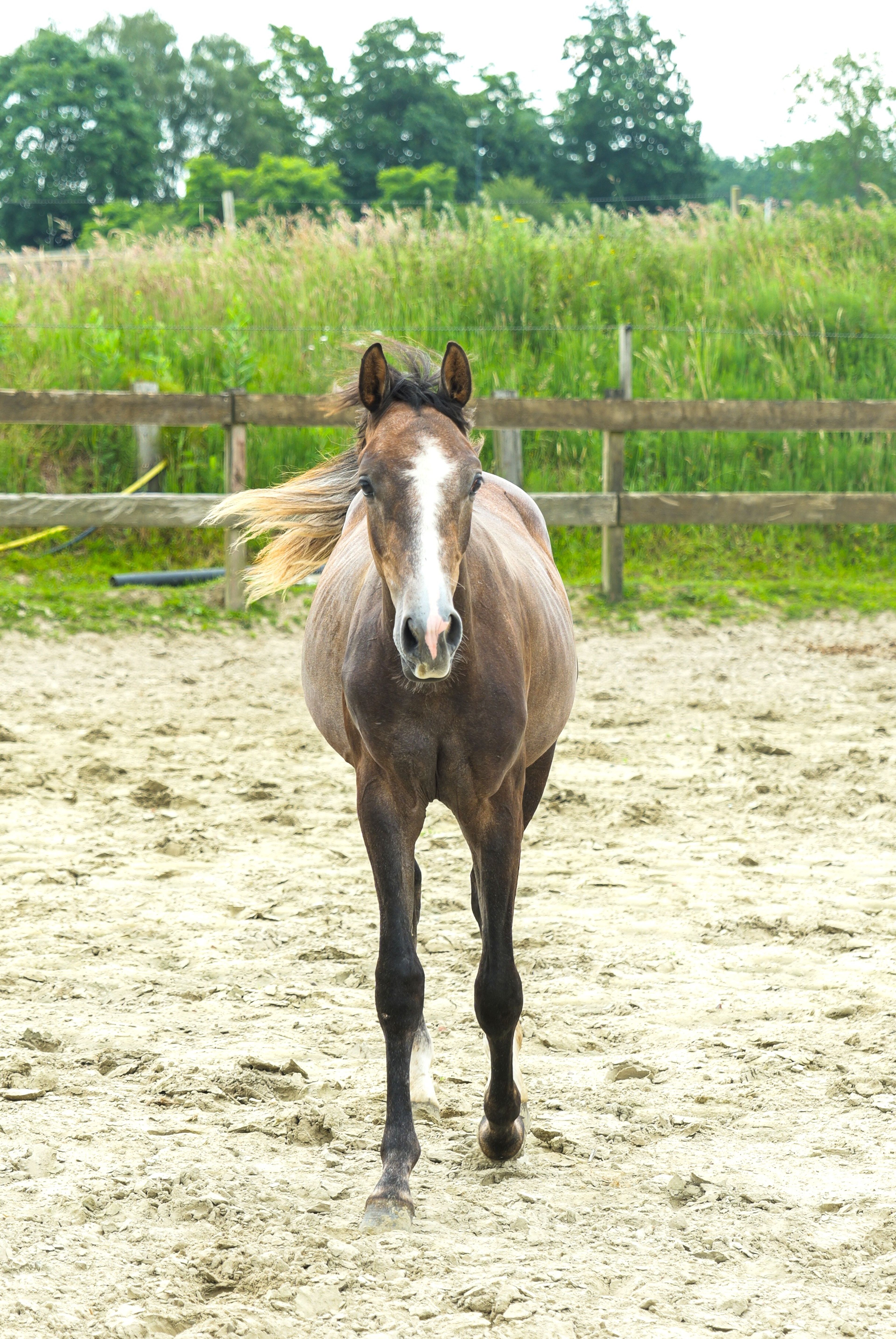 Kumpinorde van de Pluum ☆ (KOOL BLUE x WILFRED) - Image 3