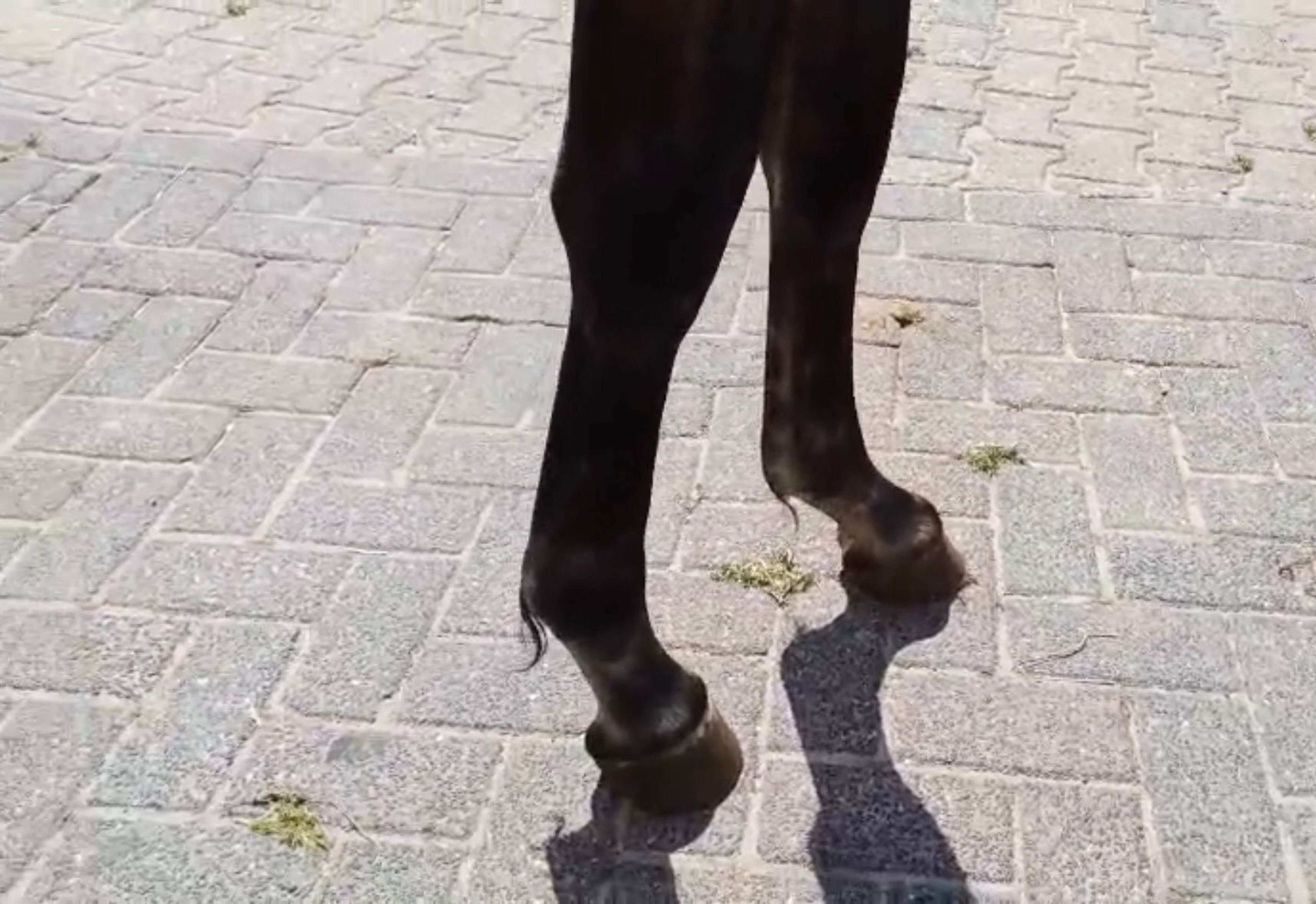 Kumpinorde van de Pluum ☆ (KOOL BLUE x WILFRED) - Image 5