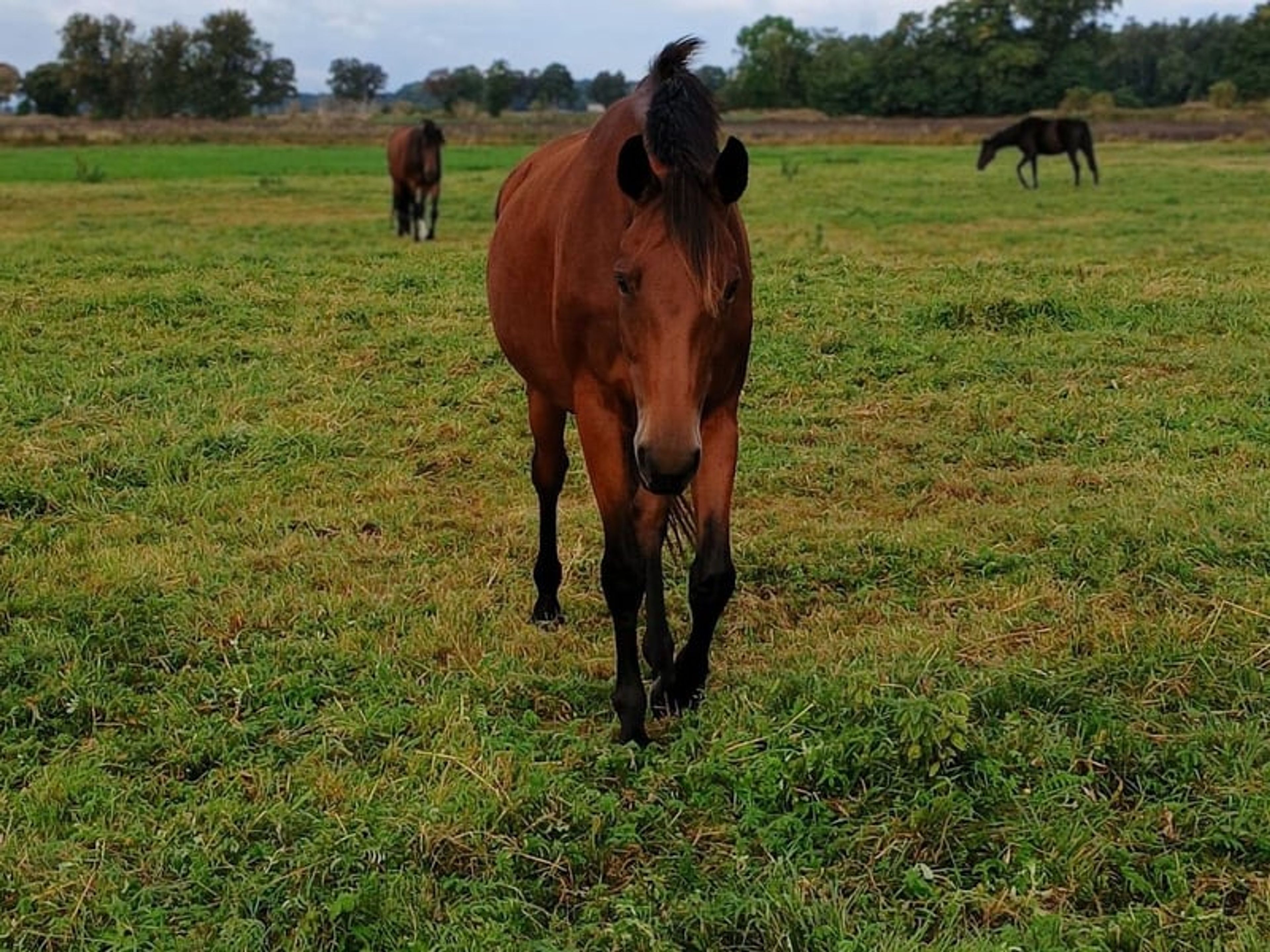 Calm mare for dressage, leisure riding & hacking, with the option of having a foal