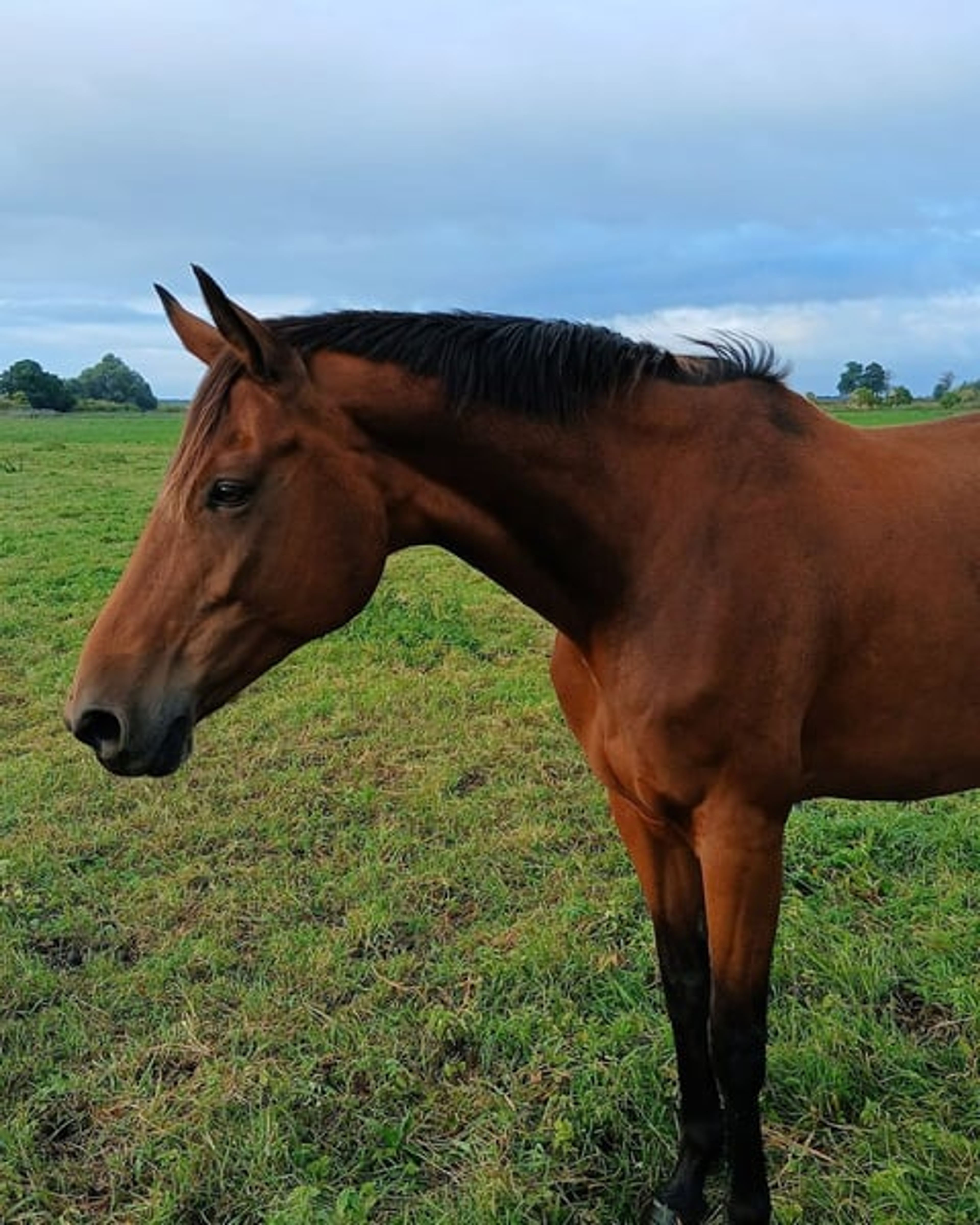 Calm mare for dressage, leisure riding & hacking, with the option of having a foal - Image 2