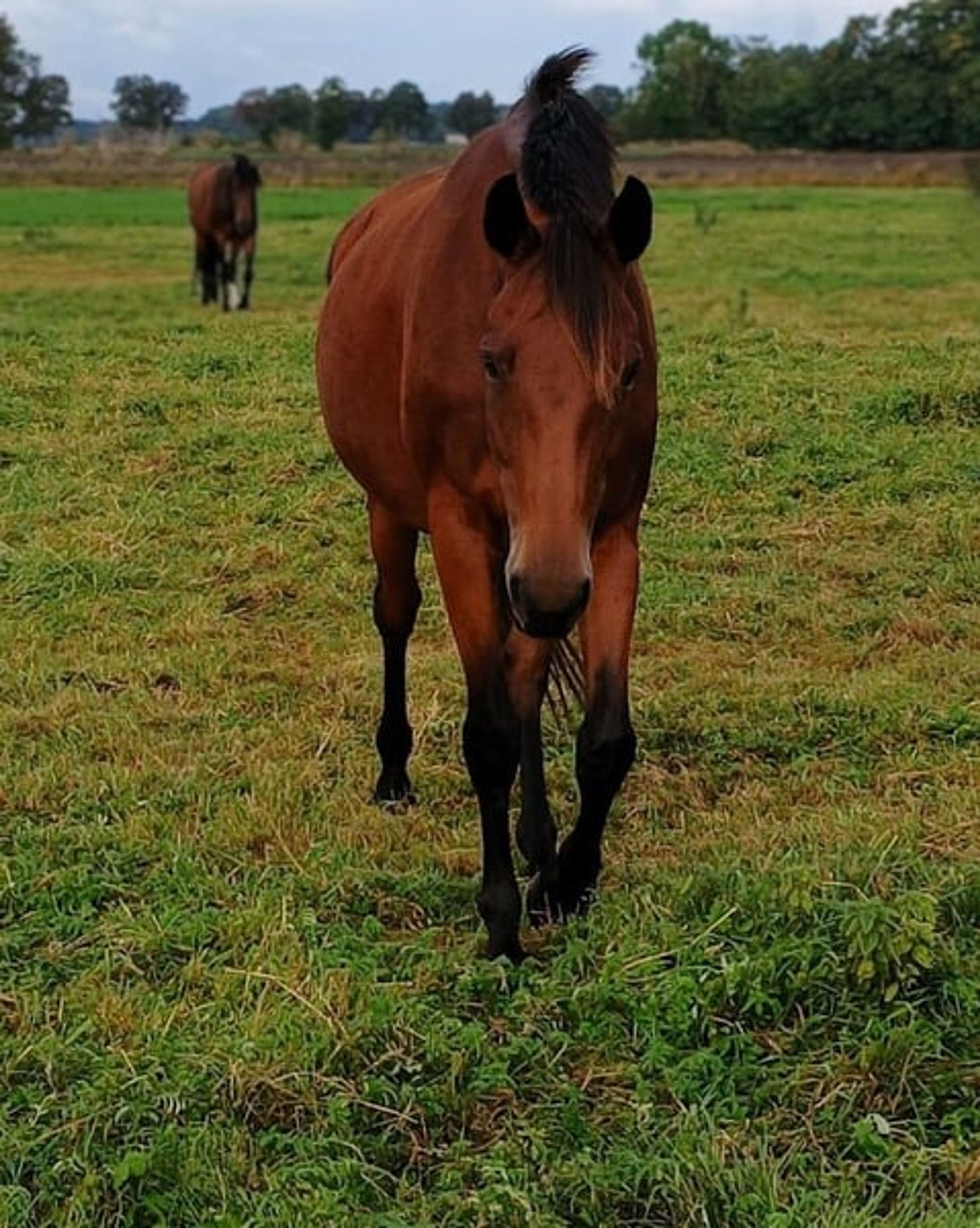 Calm mare for dressage, leisure riding & hacking, with the option of having a foal - Image 3