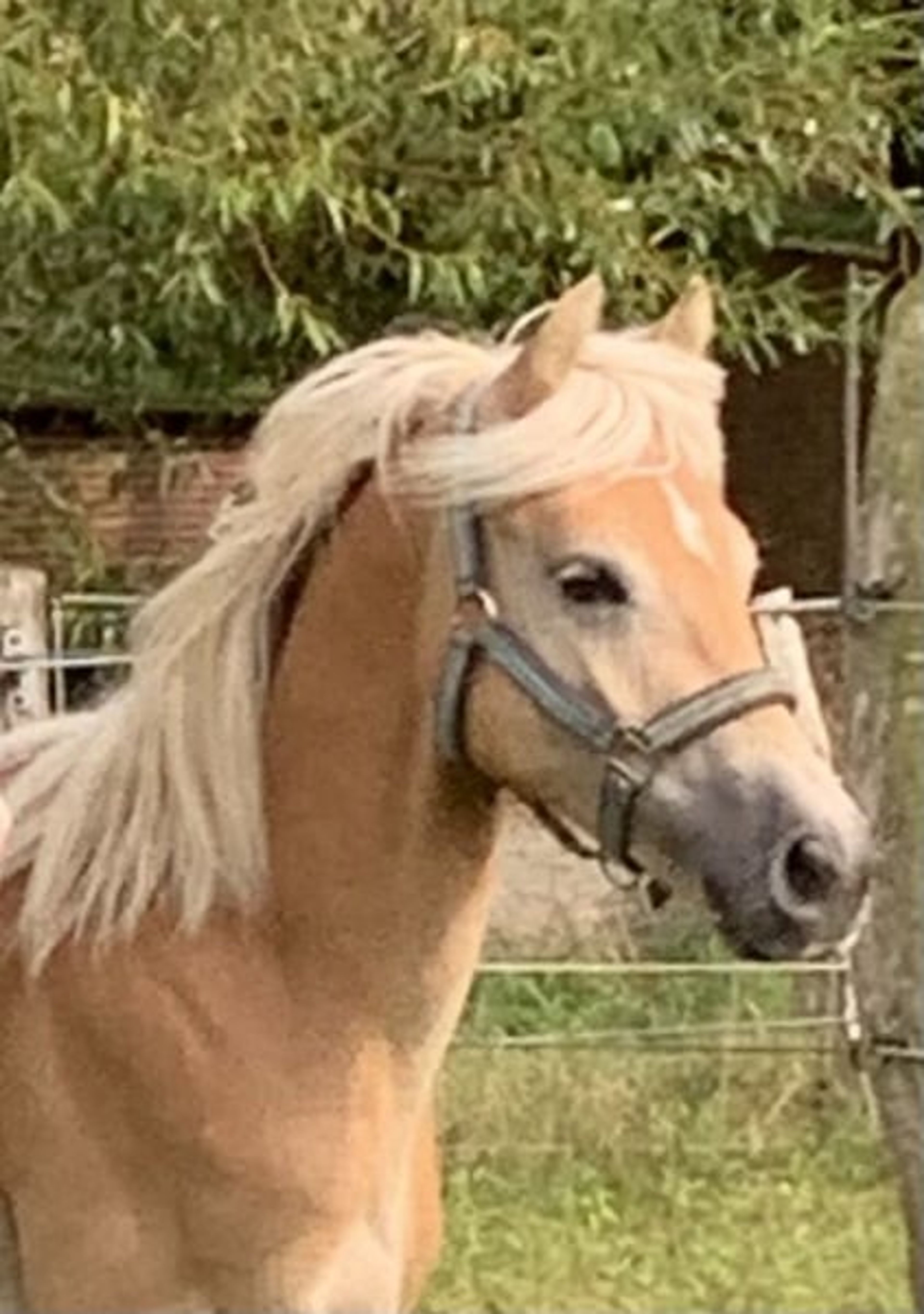Energetic, well-built, and tall Haflinger with impressive movement