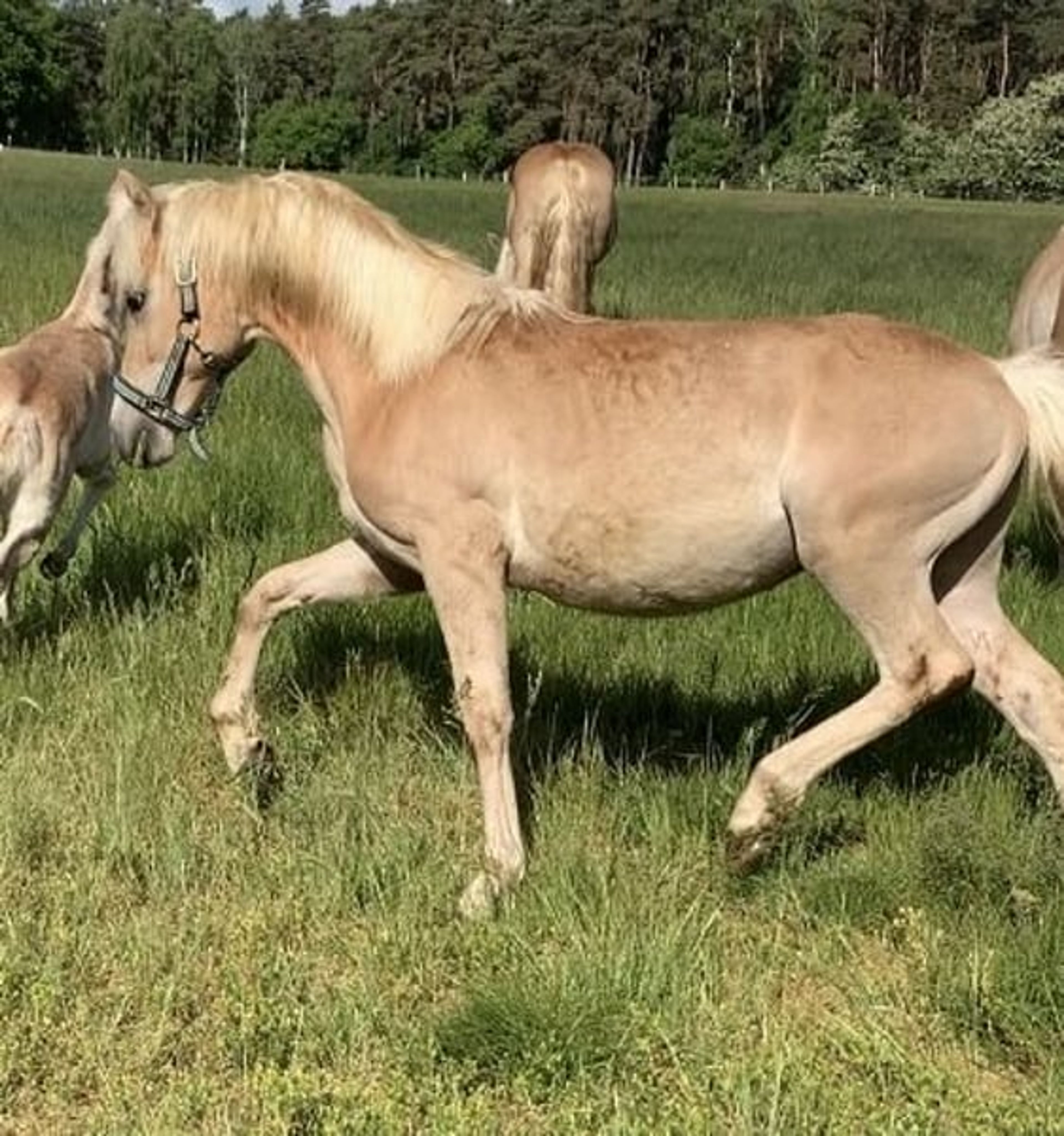 Energetic, well-built, and tall Haflinger with impressive movement - Image 2