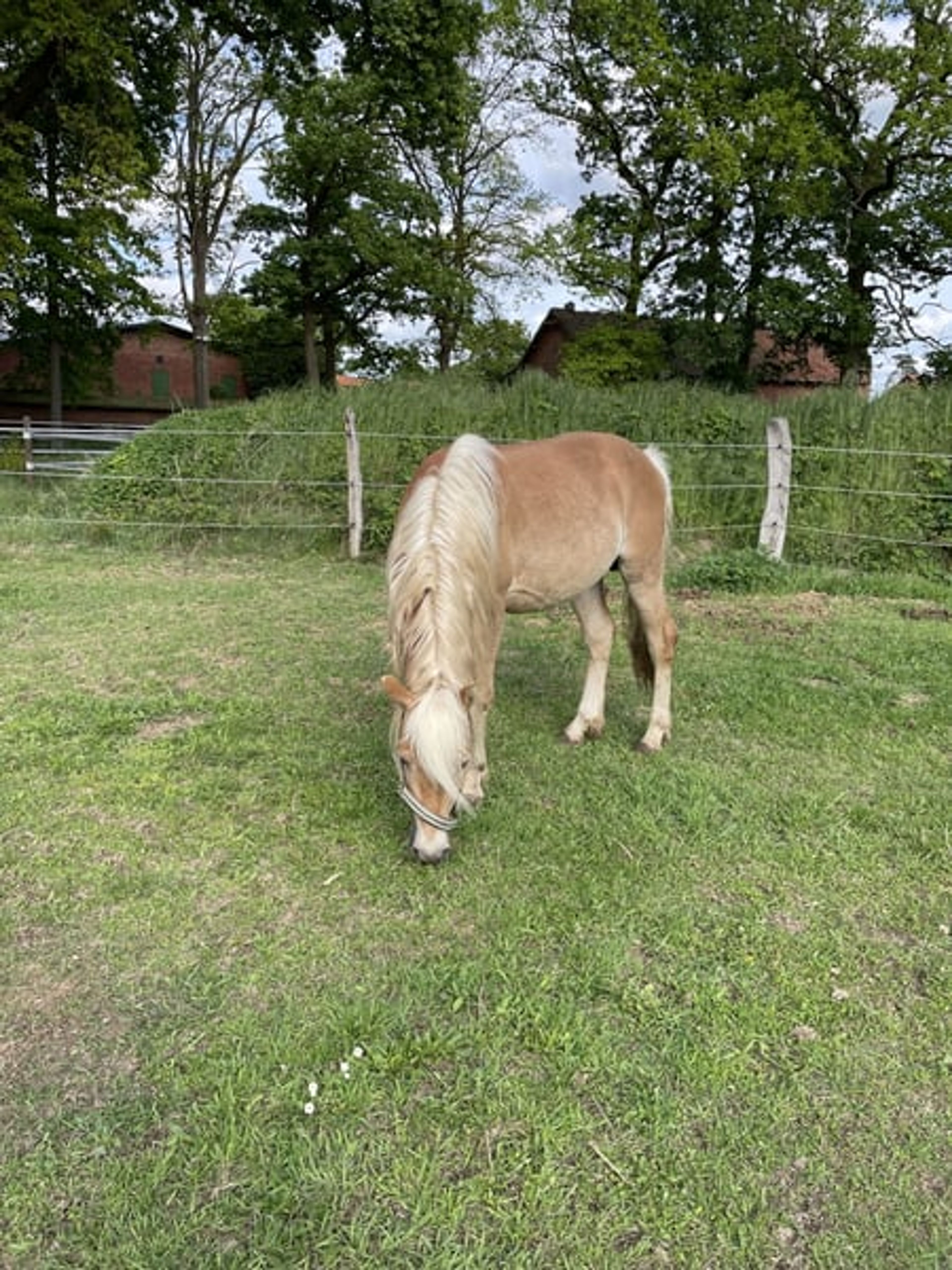 Energetic, well-built, and tall Haflinger with impressive movement - Image 3