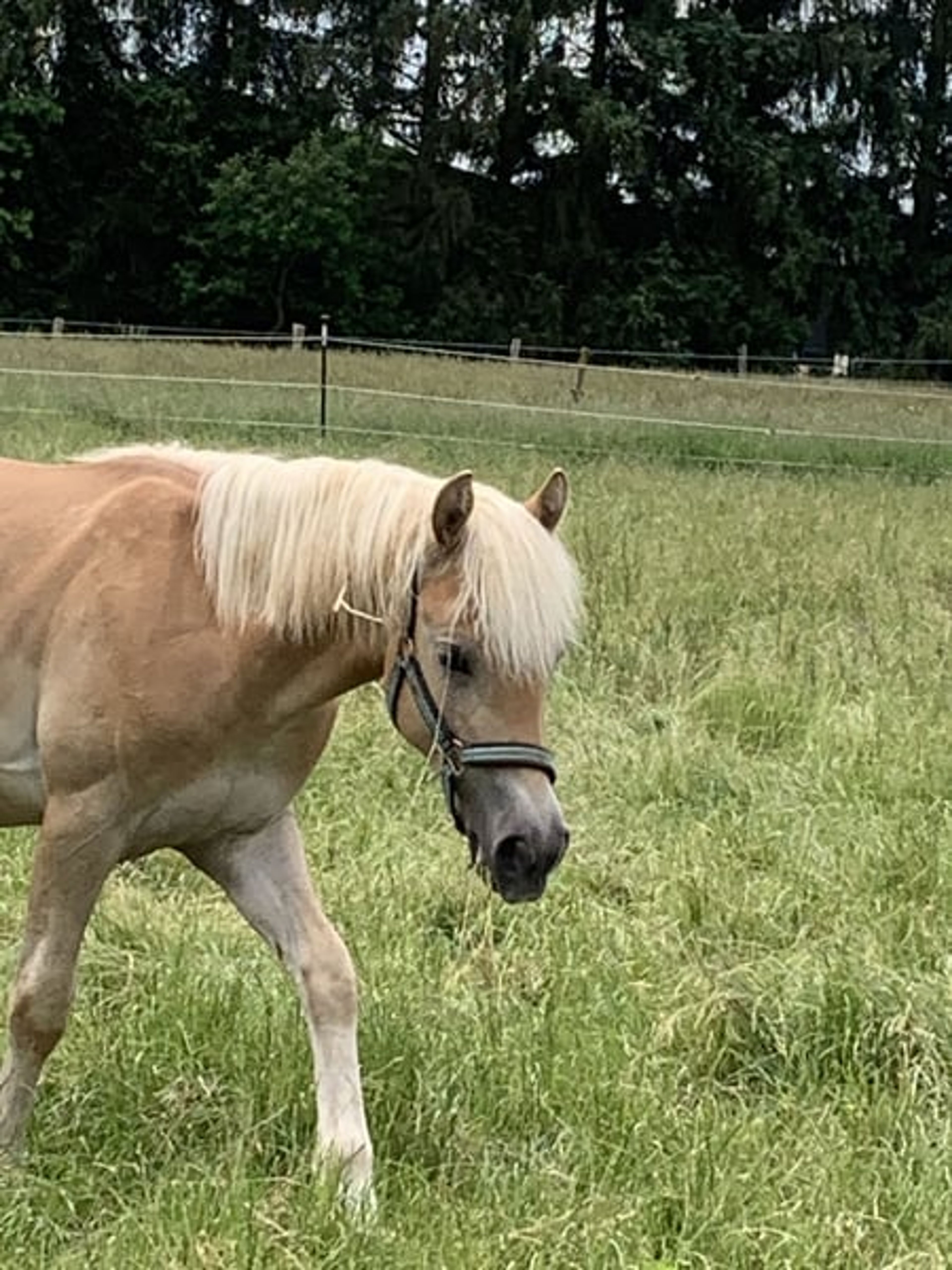 Energetic, well-built, and tall Haflinger with impressive movement - Image 4
