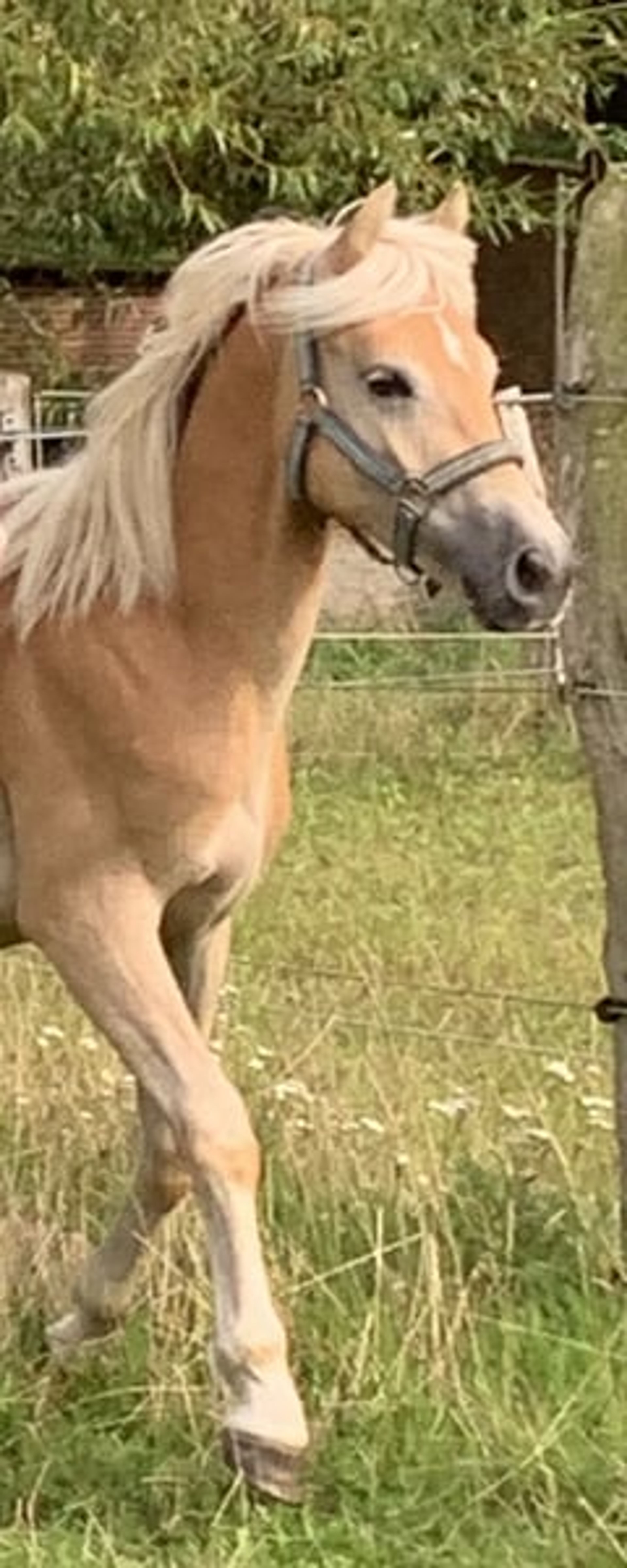 Energetic, well-built, and tall Haflinger with impressive movement - Image 5