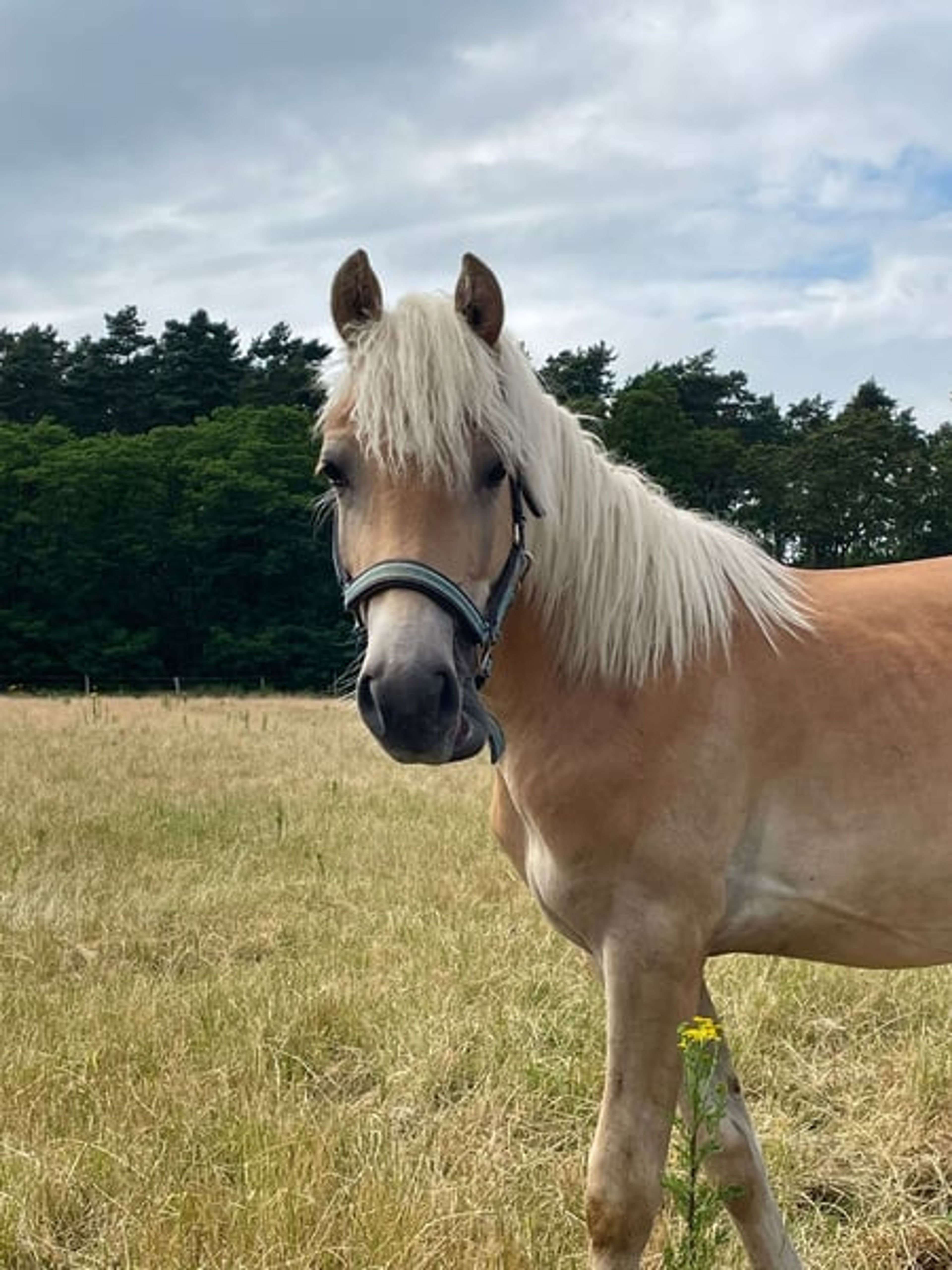 Energetic, well-built, and tall Haflinger with impressive movement - Image 6