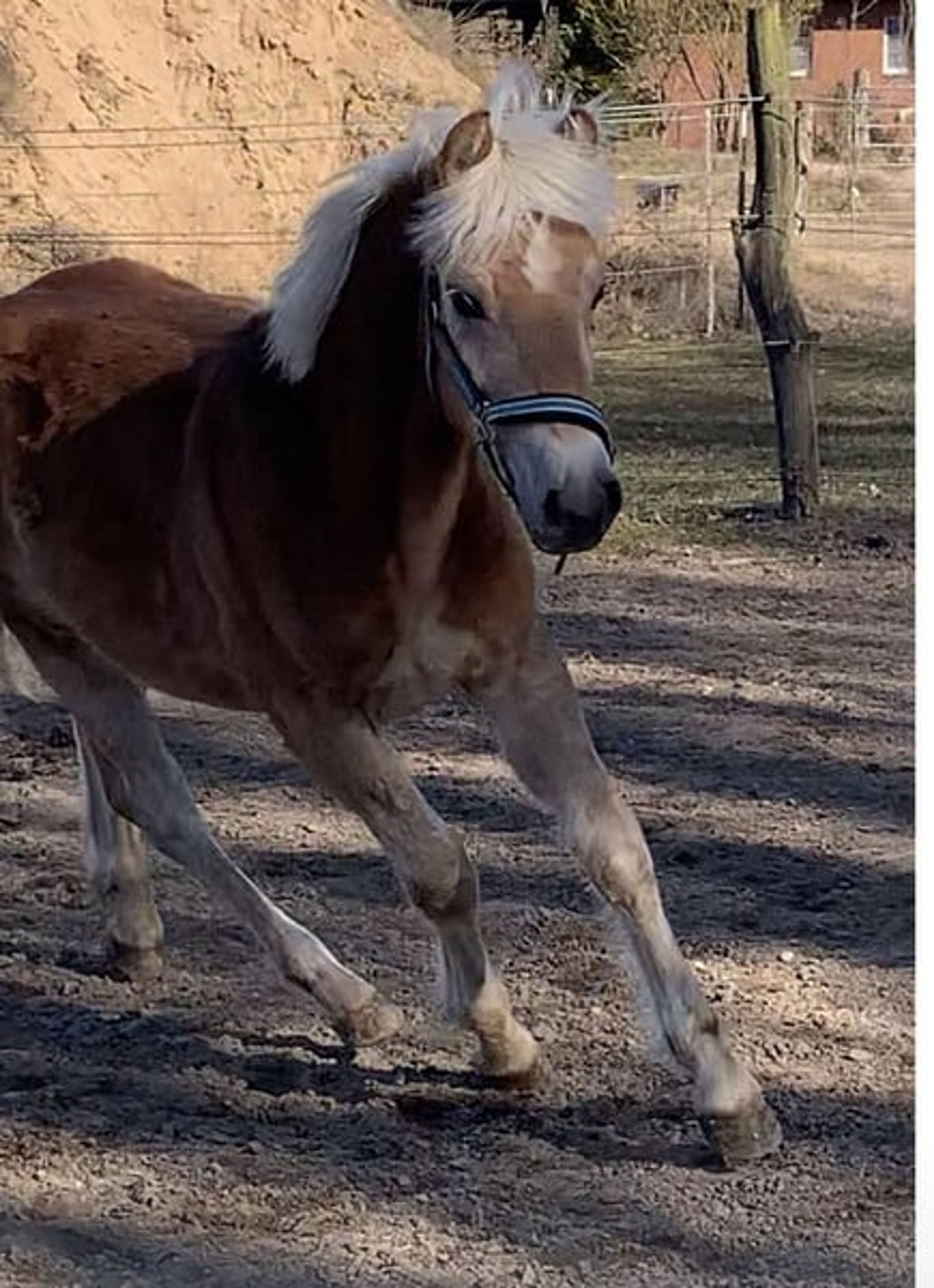 Energetic, well-built, and tall Haflinger with impressive movement - Image 7