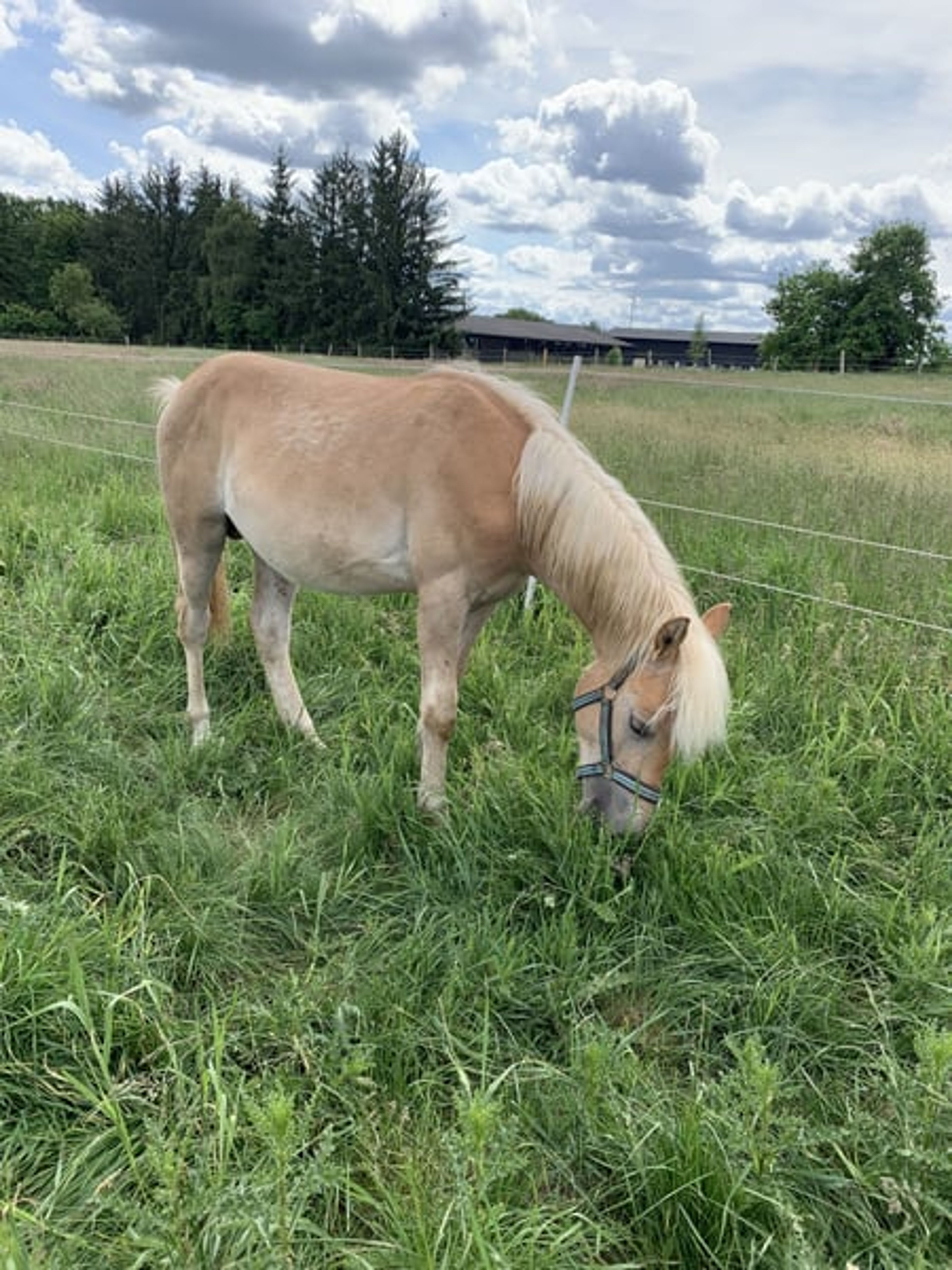 Energetic, well-built, and tall Haflinger with impressive movement - Image 8
