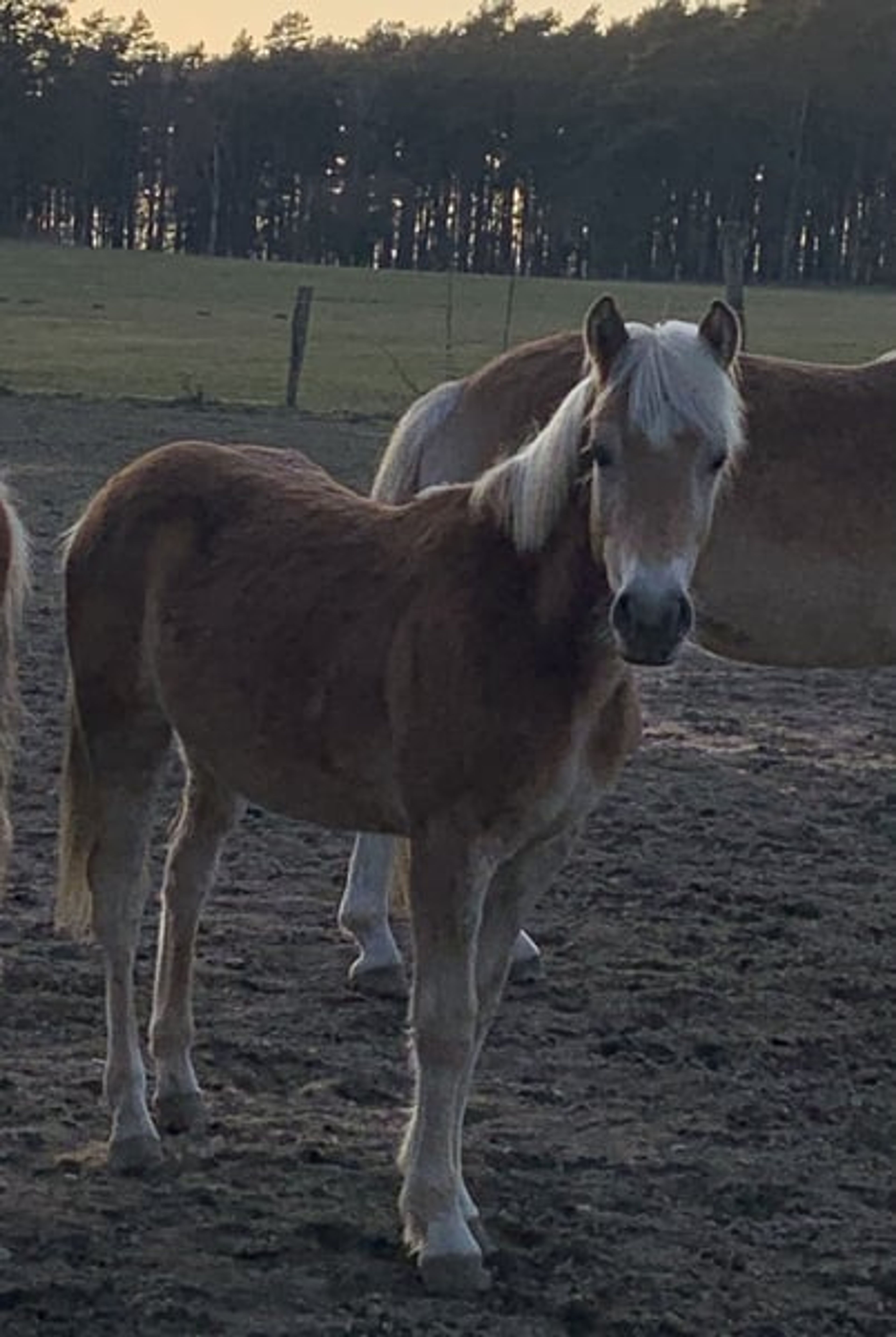 Energetic, well-built, and tall Haflinger with impressive movement - Image 9