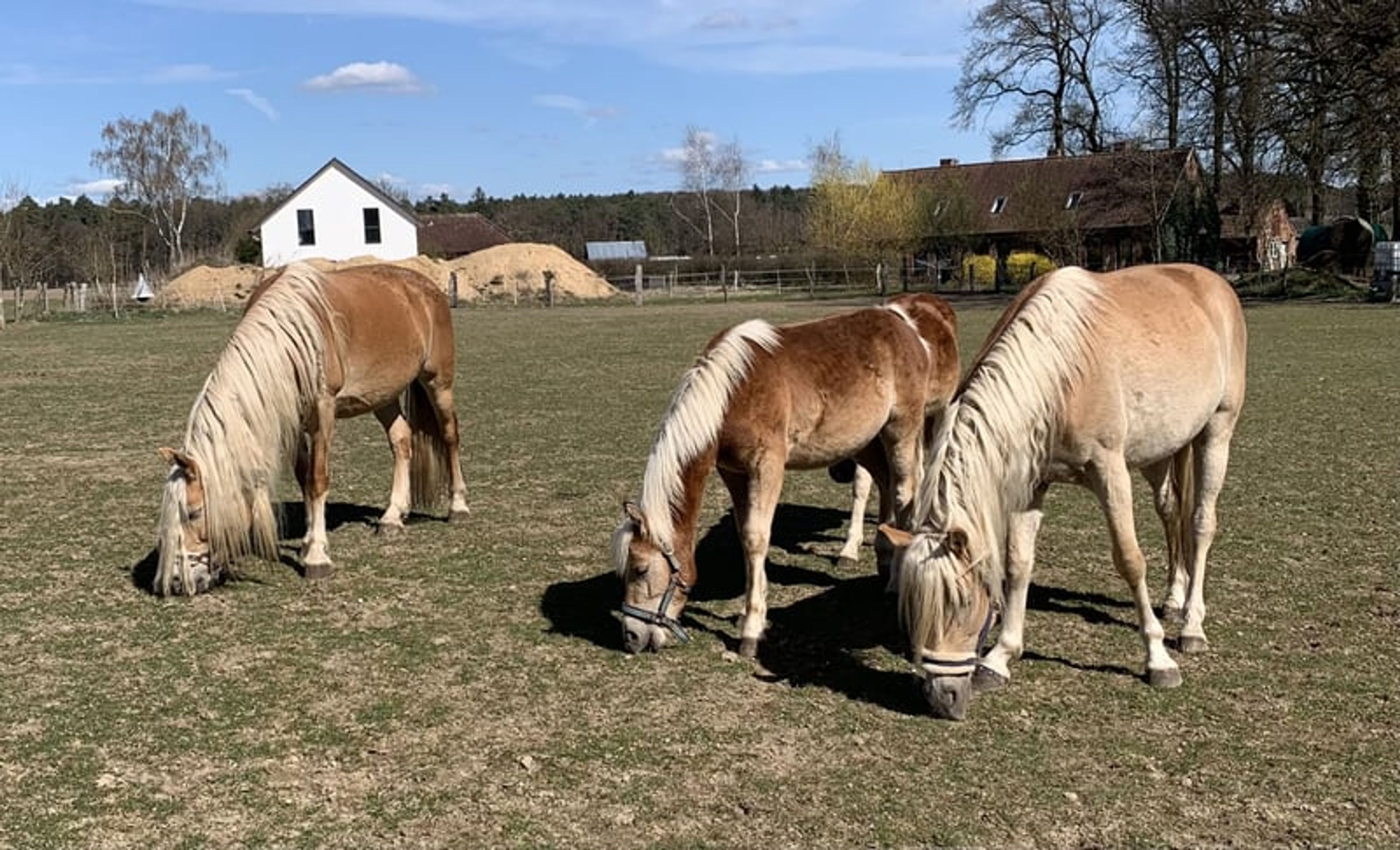 Energetic, well-built, and tall Haflinger with impressive movement - Image 10