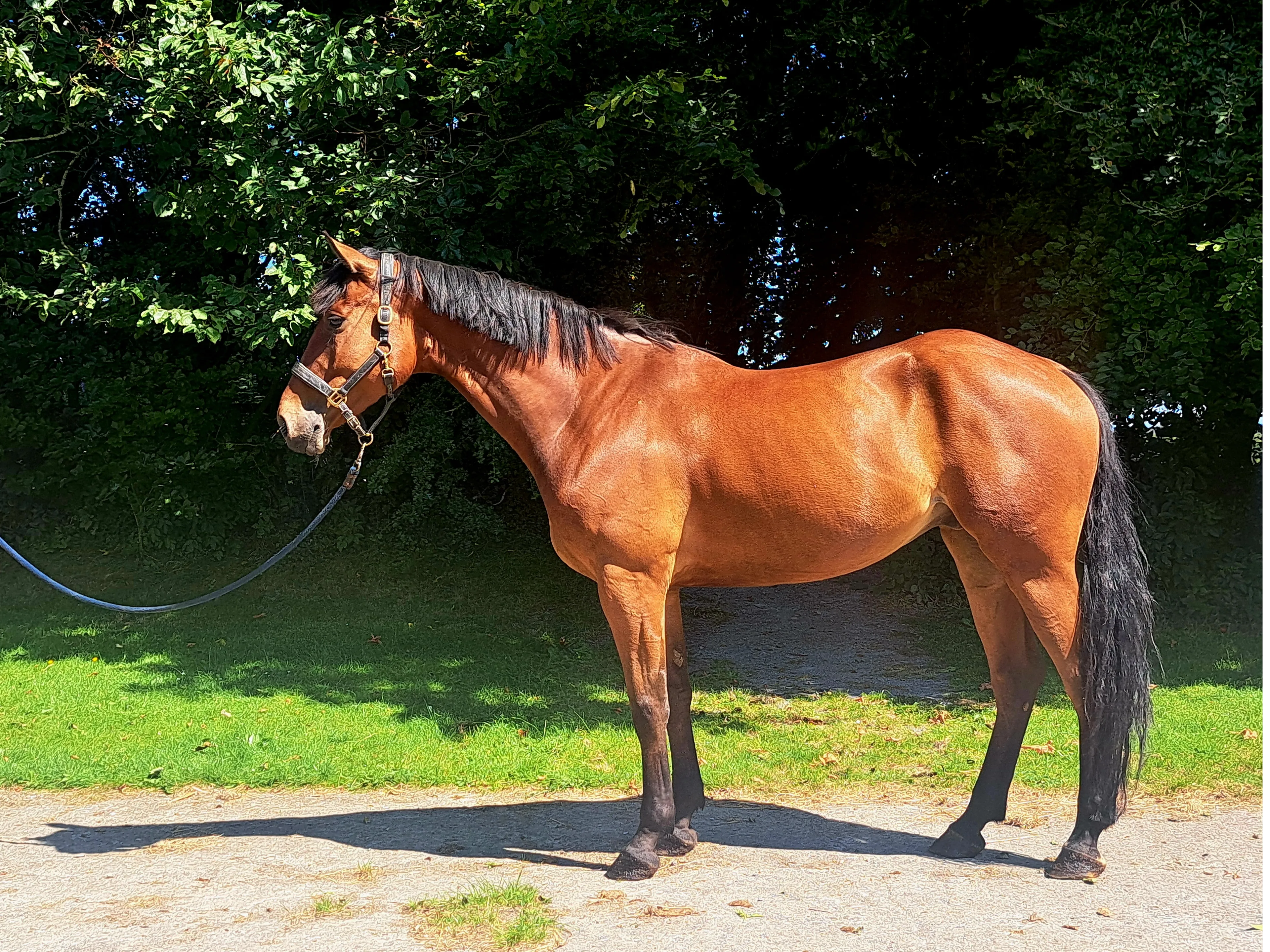 MC Raglan Road (HHS CORNET x SHANNONDALE SARCO) - Image 3