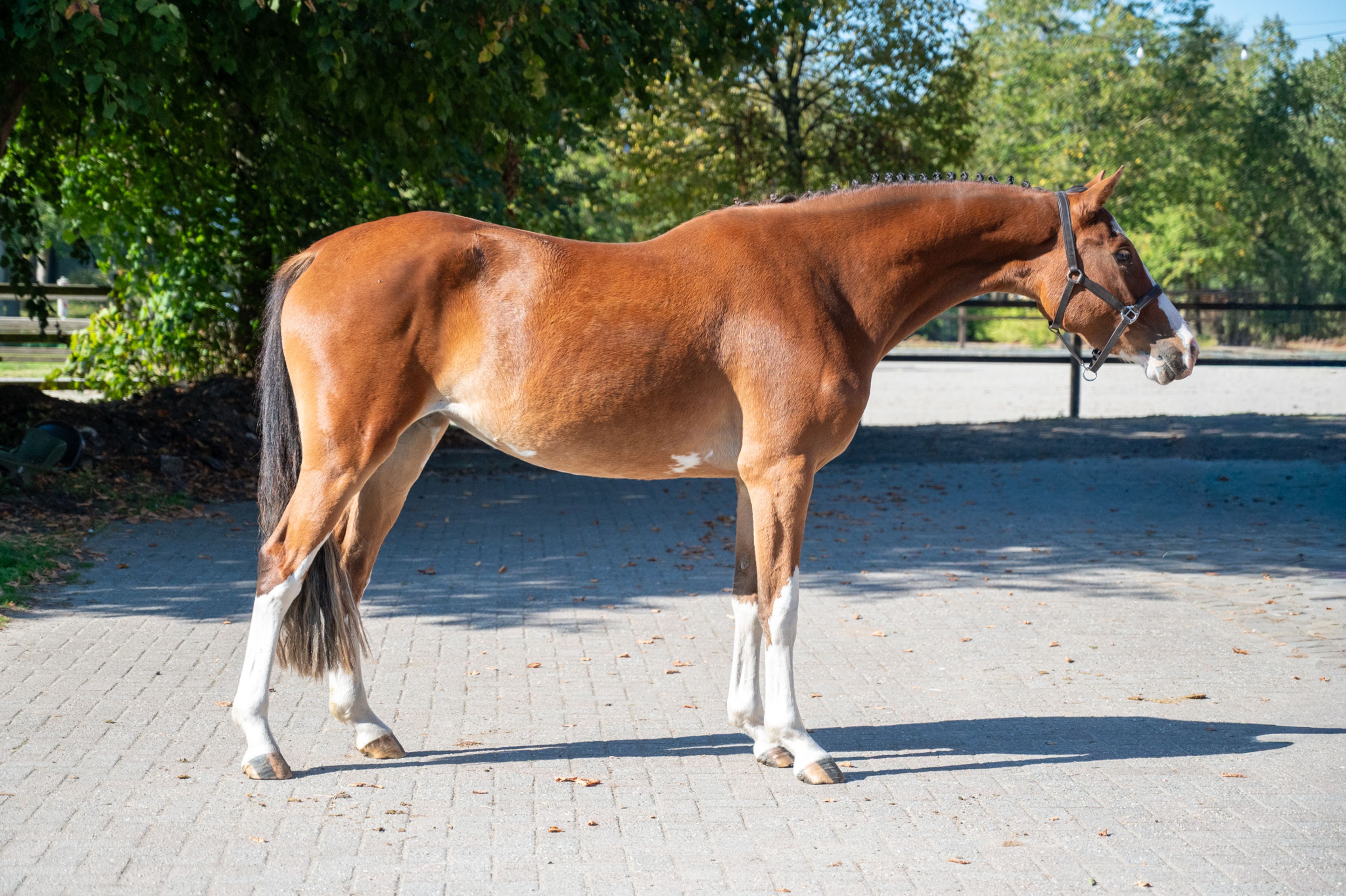 Adore Me vd Waterlee (ERMITAGE KALONE x ECHO VAN T SPIEVELD) - Image 1