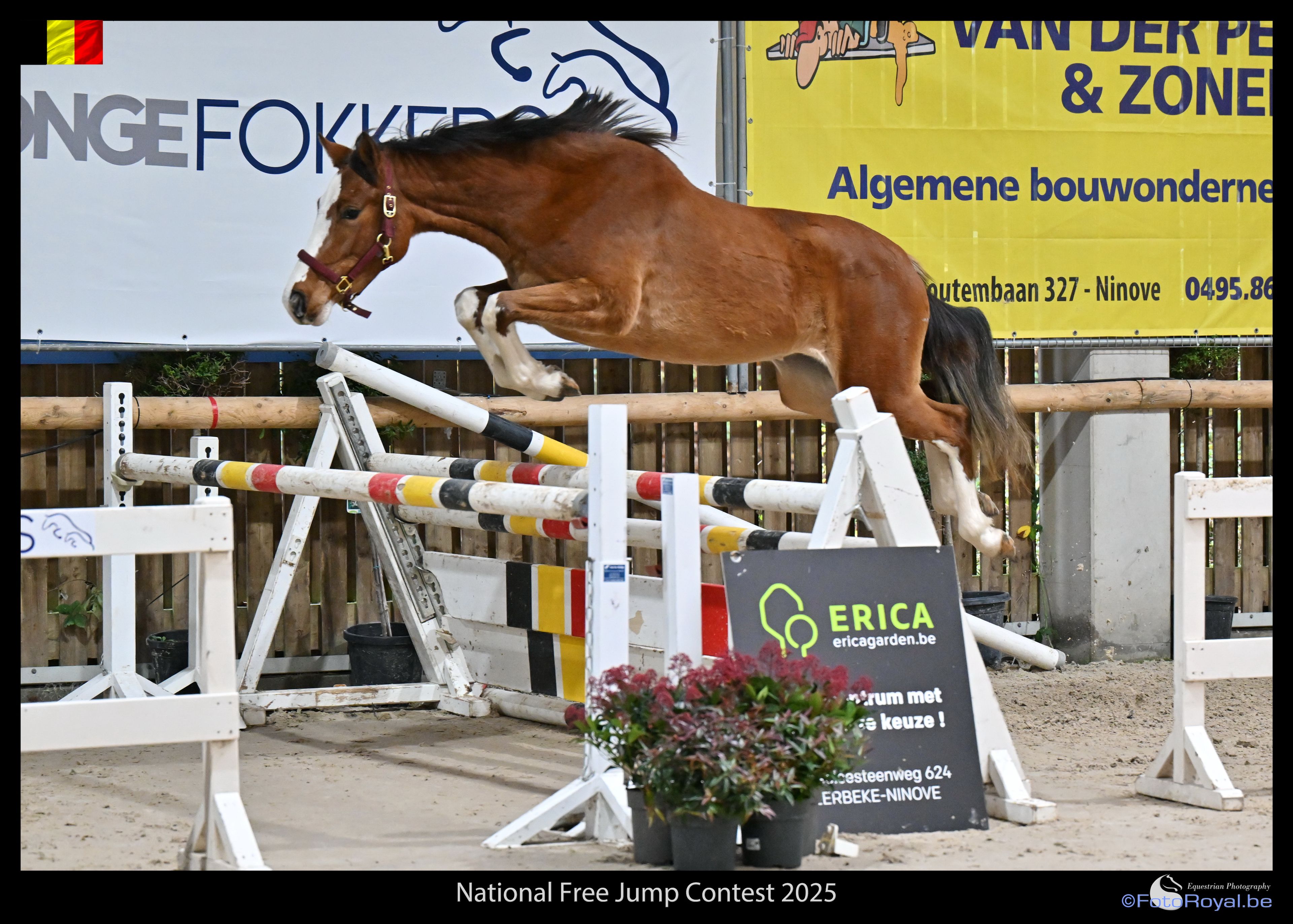 Adore Me vd Waterlee (ERMITAGE KALONE x ECHO VAN T SPIEVELD) - Image 2