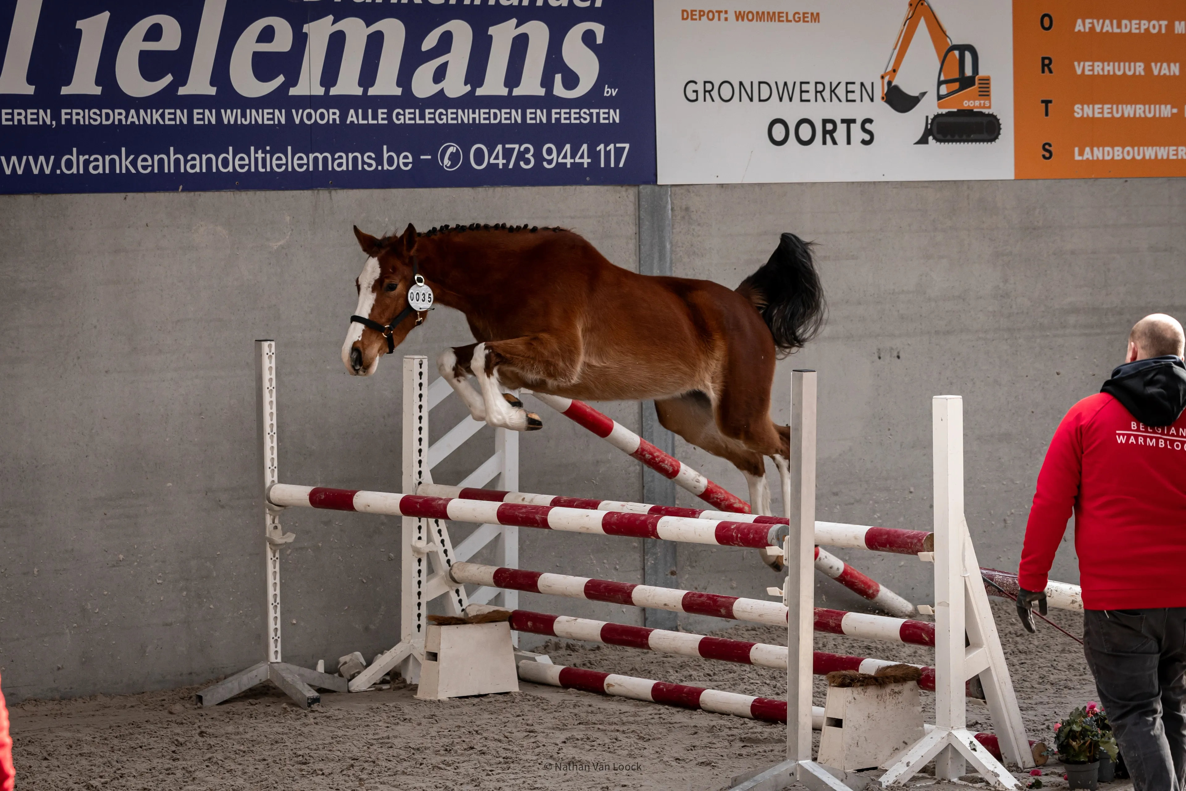 Adore Me vd Waterlee (ERMITAGE KALONE x ECHO VAN T SPIEVELD) - Image 3