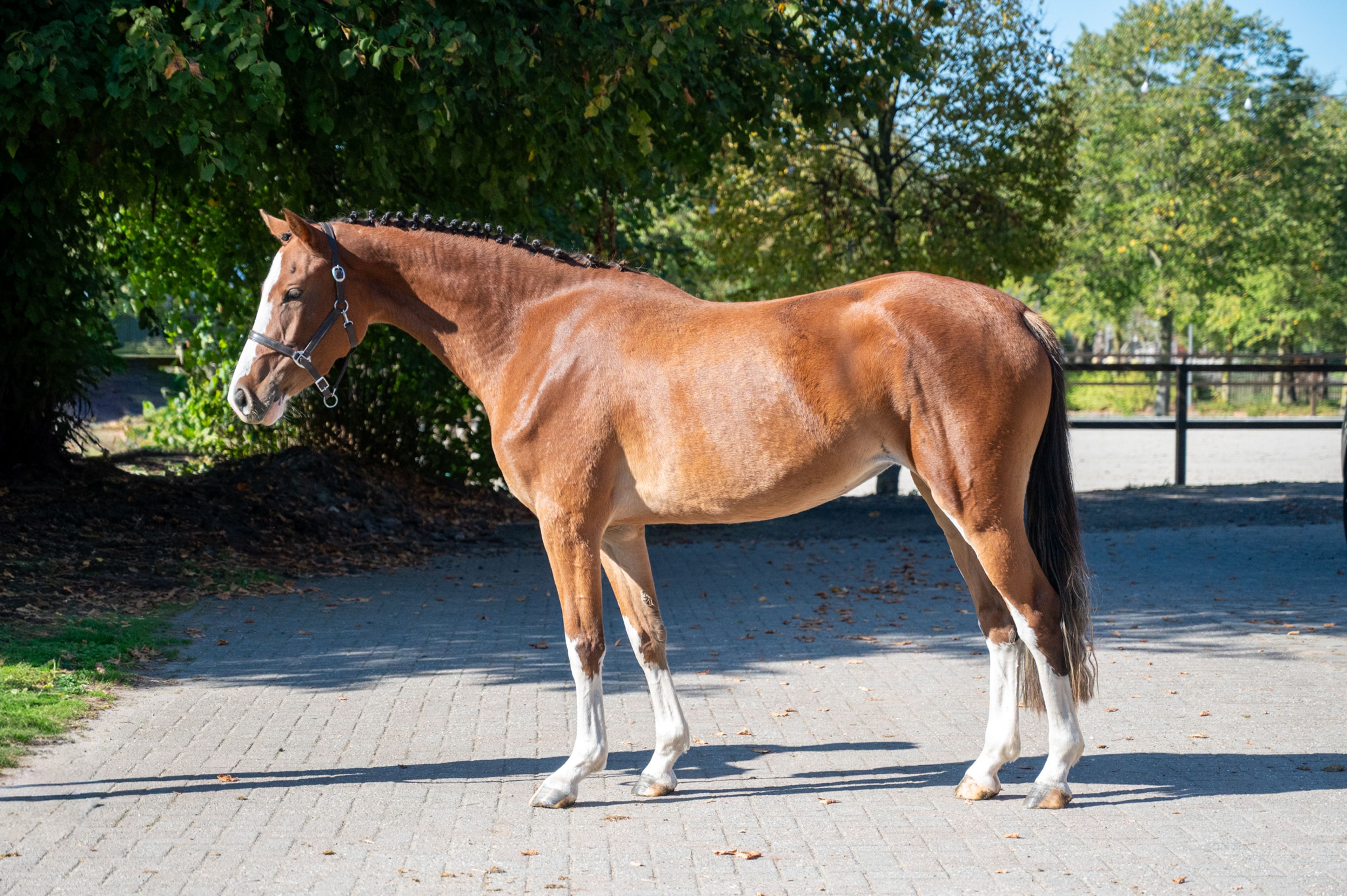 Adore Me vd Waterlee (ERMITAGE KALONE x ECHO VAN T SPIEVELD) - Image 4