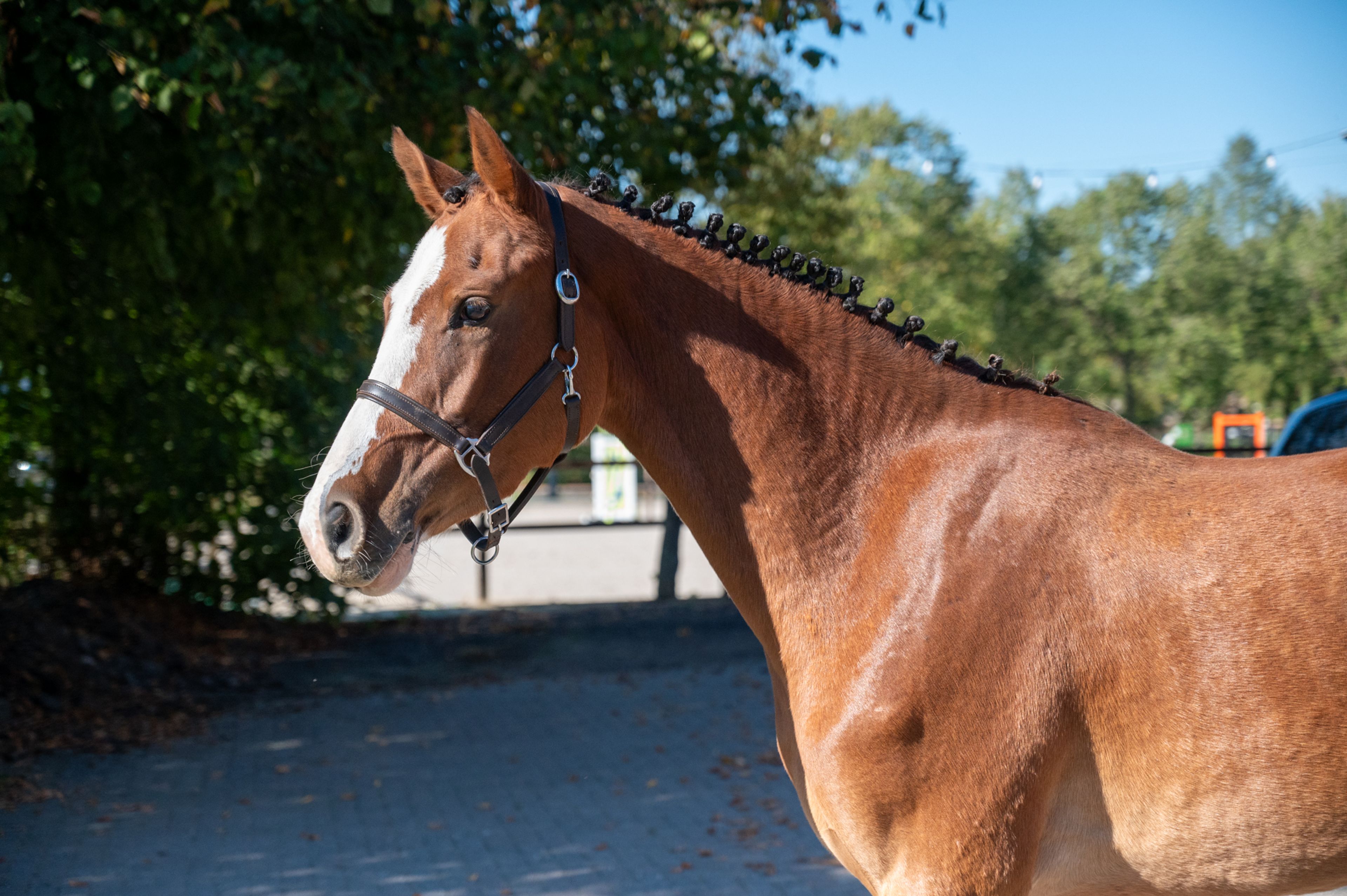 Adore Me vd Waterlee (ERMITAGE KALONE x ECHO VAN T SPIEVELD) - Image 5