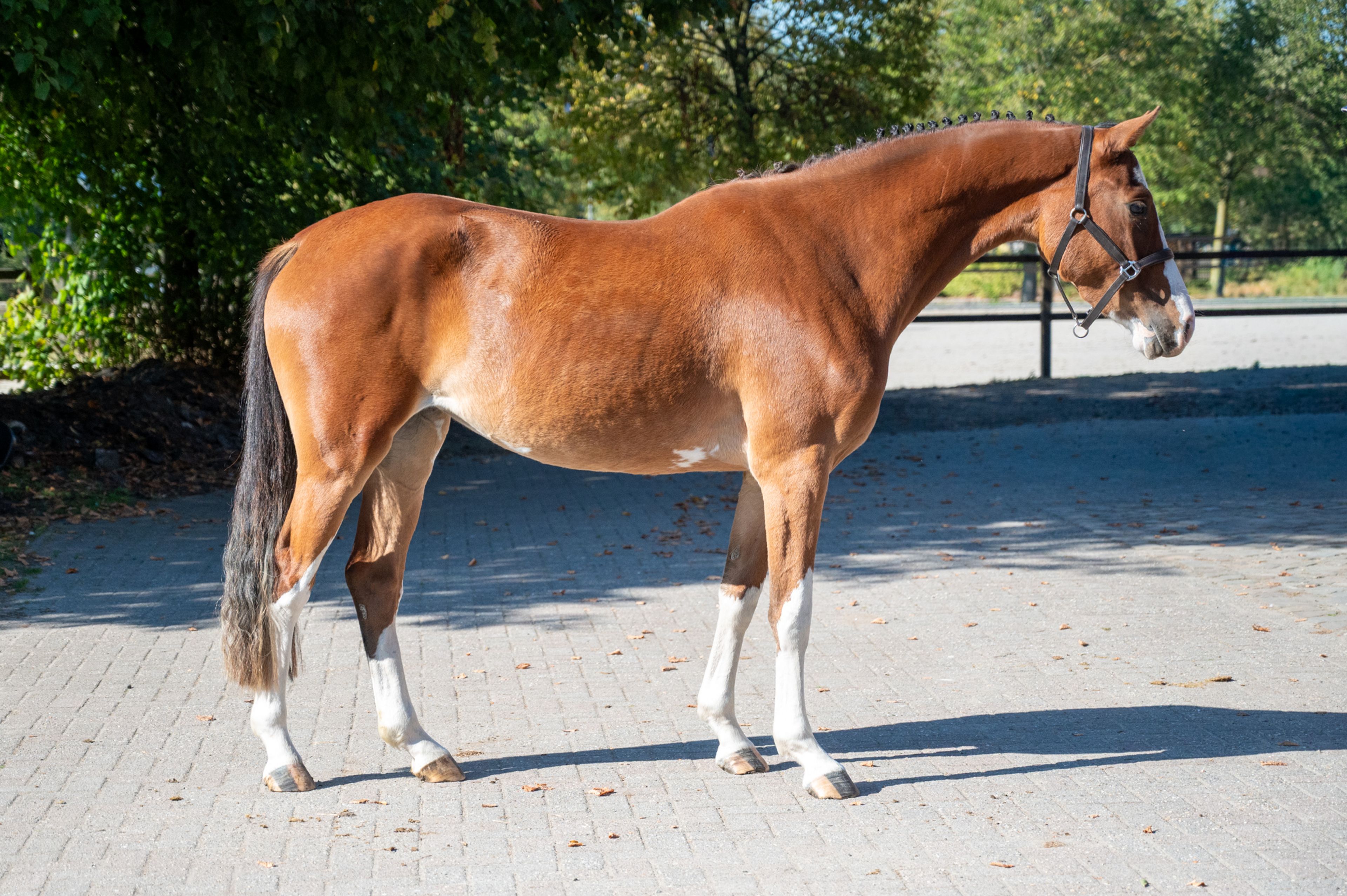 Adore Me vd Waterlee (ERMITAGE KALONE x ECHO VAN T SPIEVELD) - Image 6