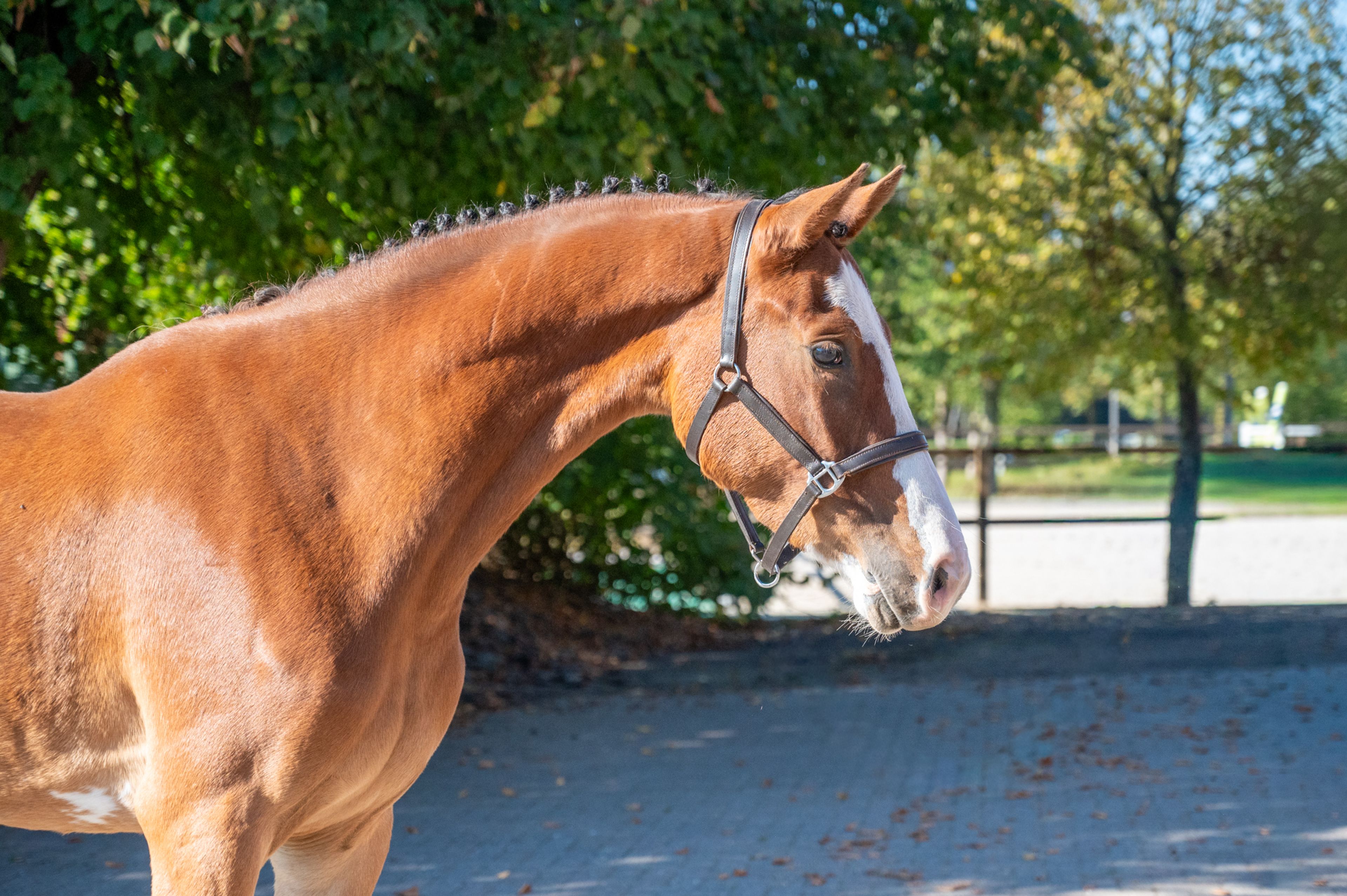 Adore Me vd Waterlee (ERMITAGE KALONE x ECHO VAN T SPIEVELD) - Image 7