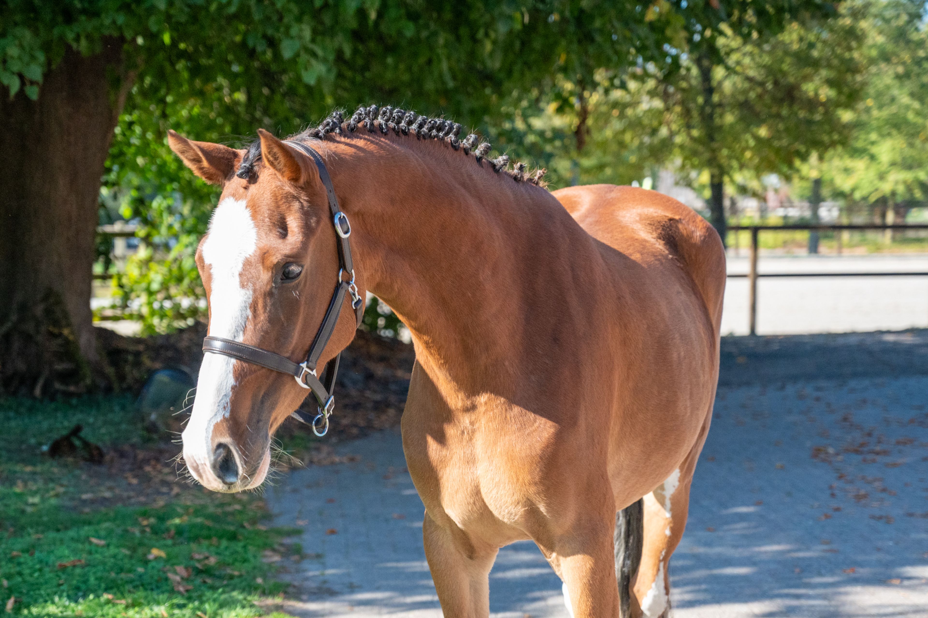 Adore Me vd Waterlee (ERMITAGE KALONE x ECHO VAN T SPIEVELD) - Image 8