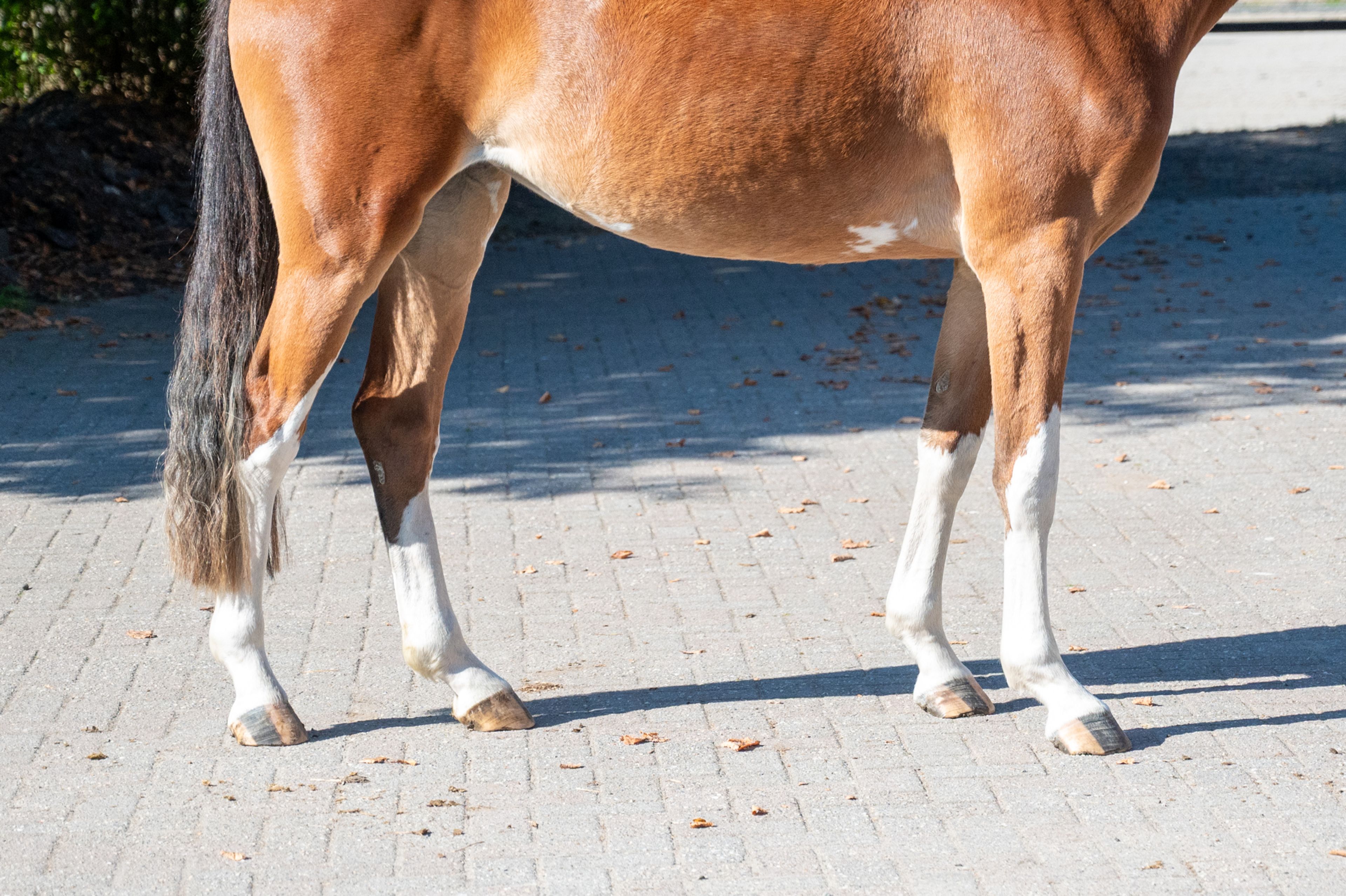 Adore Me vd Waterlee (ERMITAGE KALONE x ECHO VAN T SPIEVELD) - Image 10