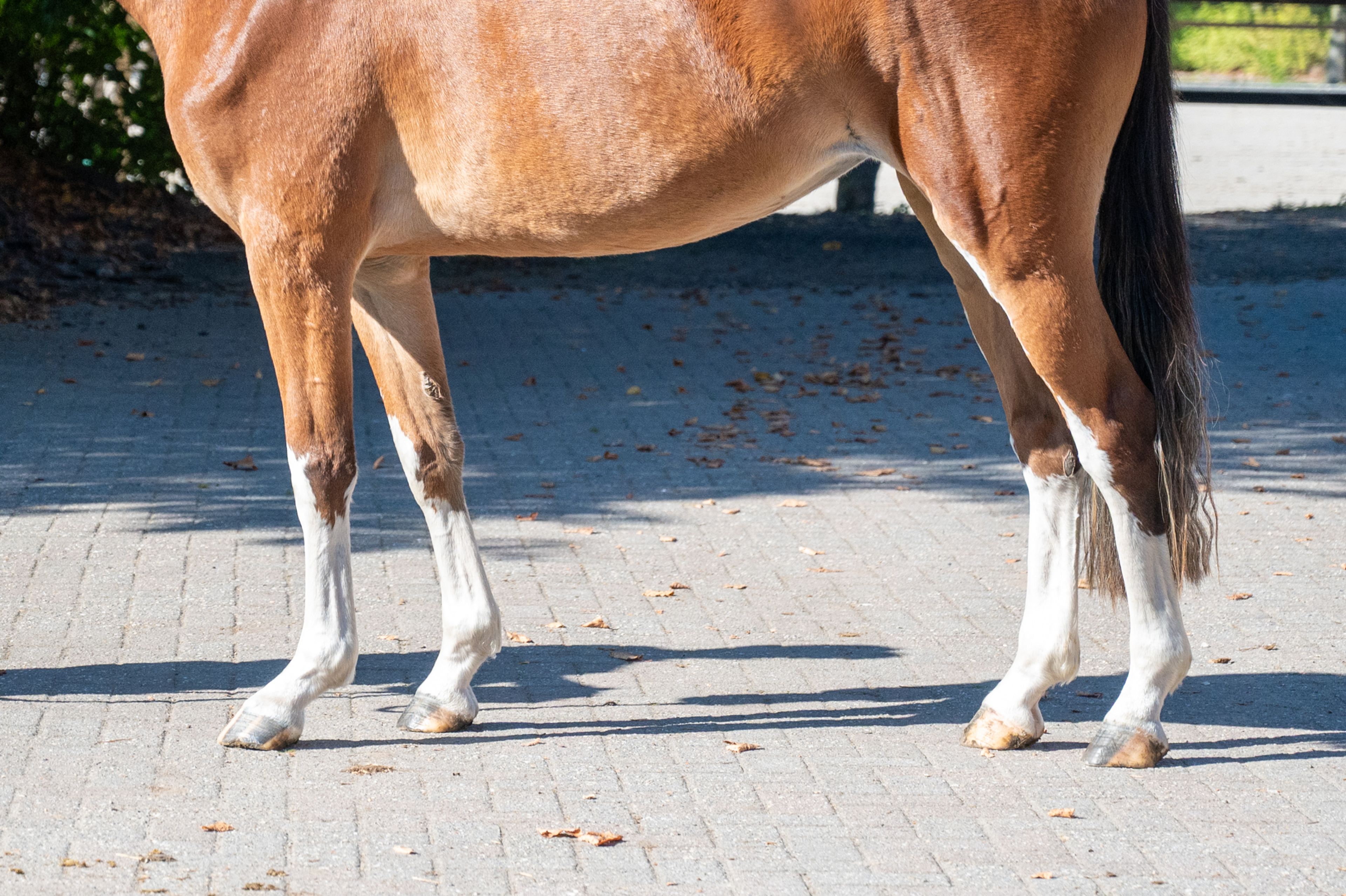 Adore Me vd Waterlee (ERMITAGE KALONE x ECHO VAN T SPIEVELD) - Image 11
