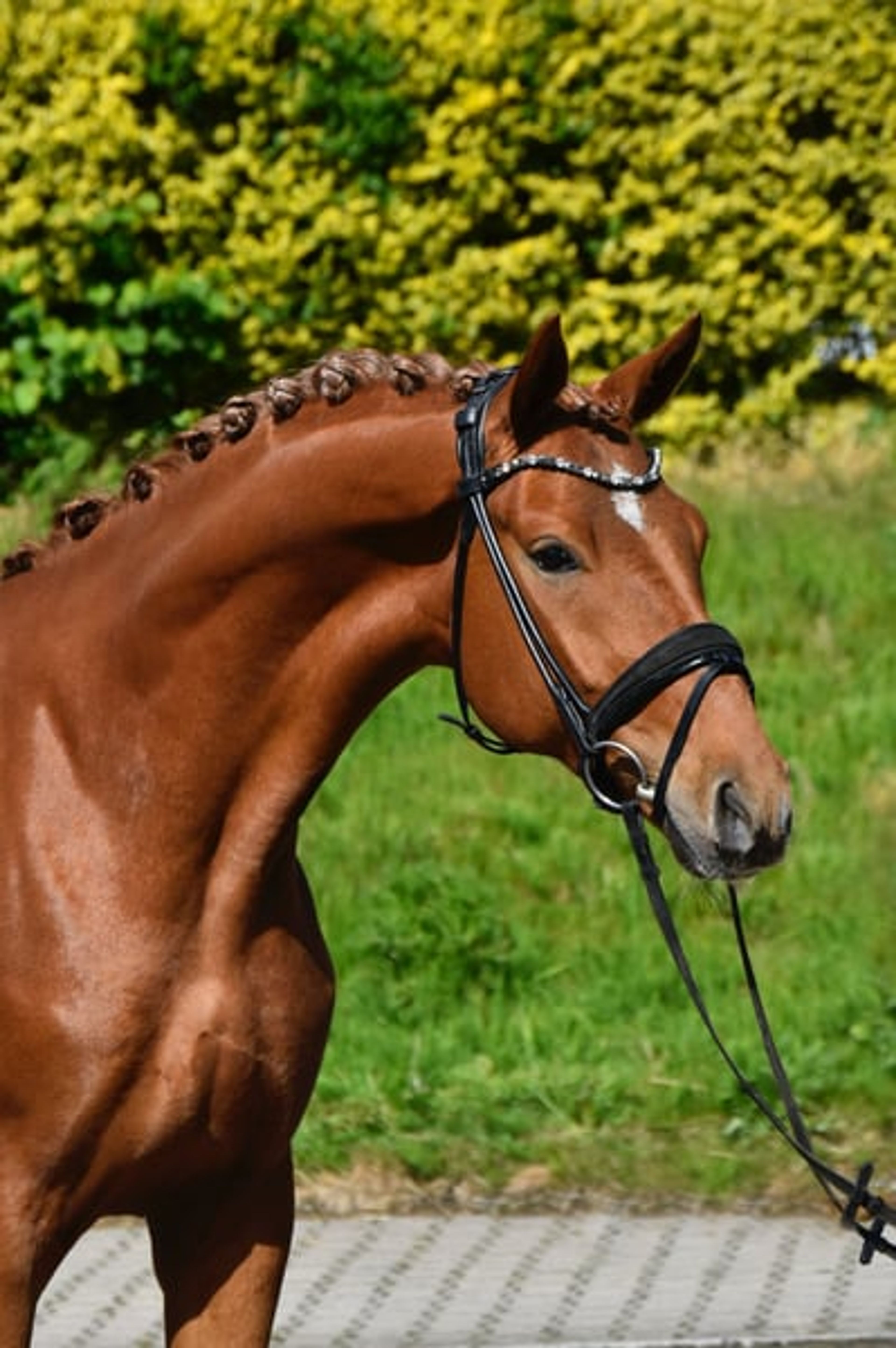Expressive and promising young prospect horse