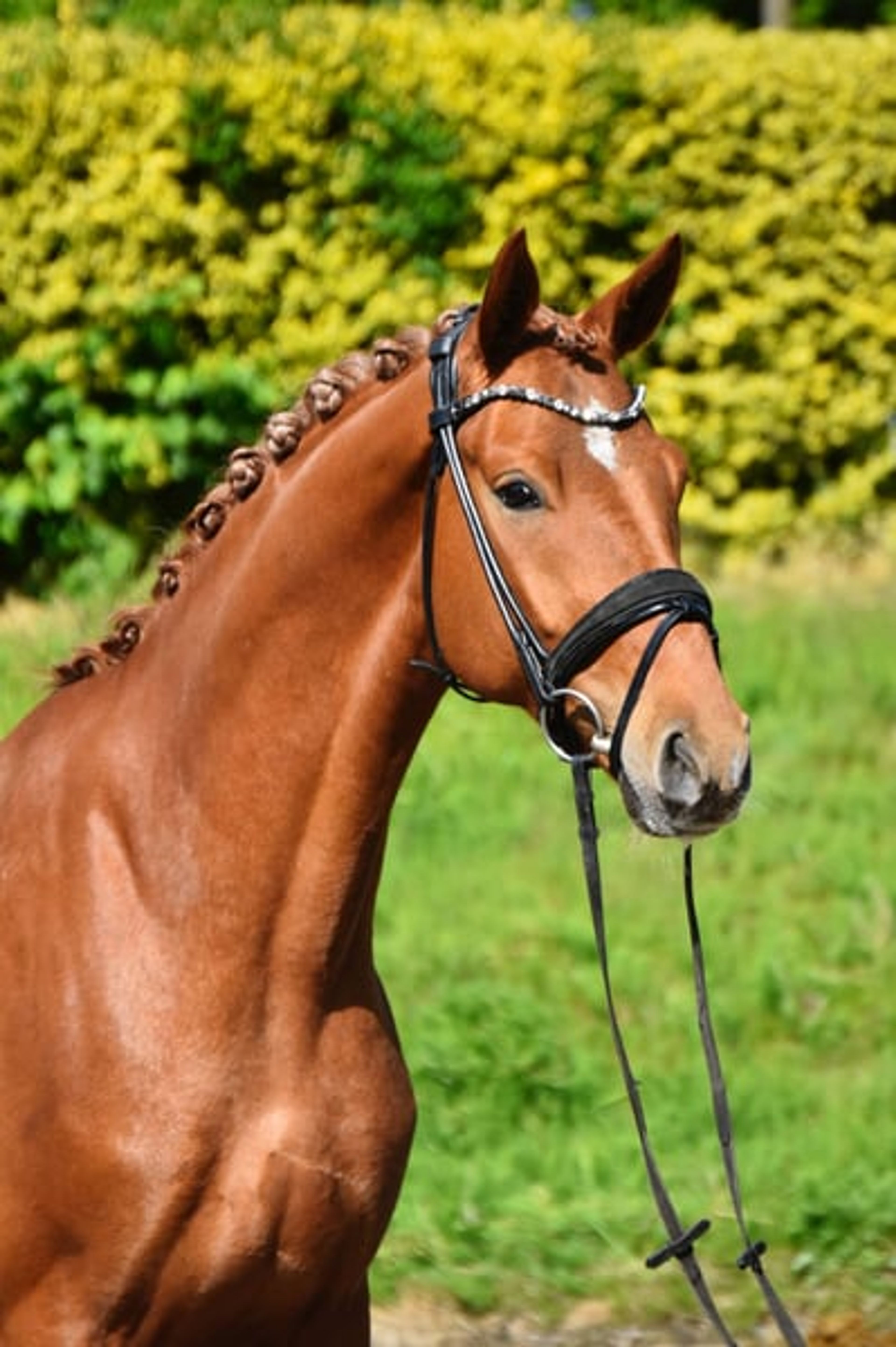 Expressive and promising young prospect horse - Image 2