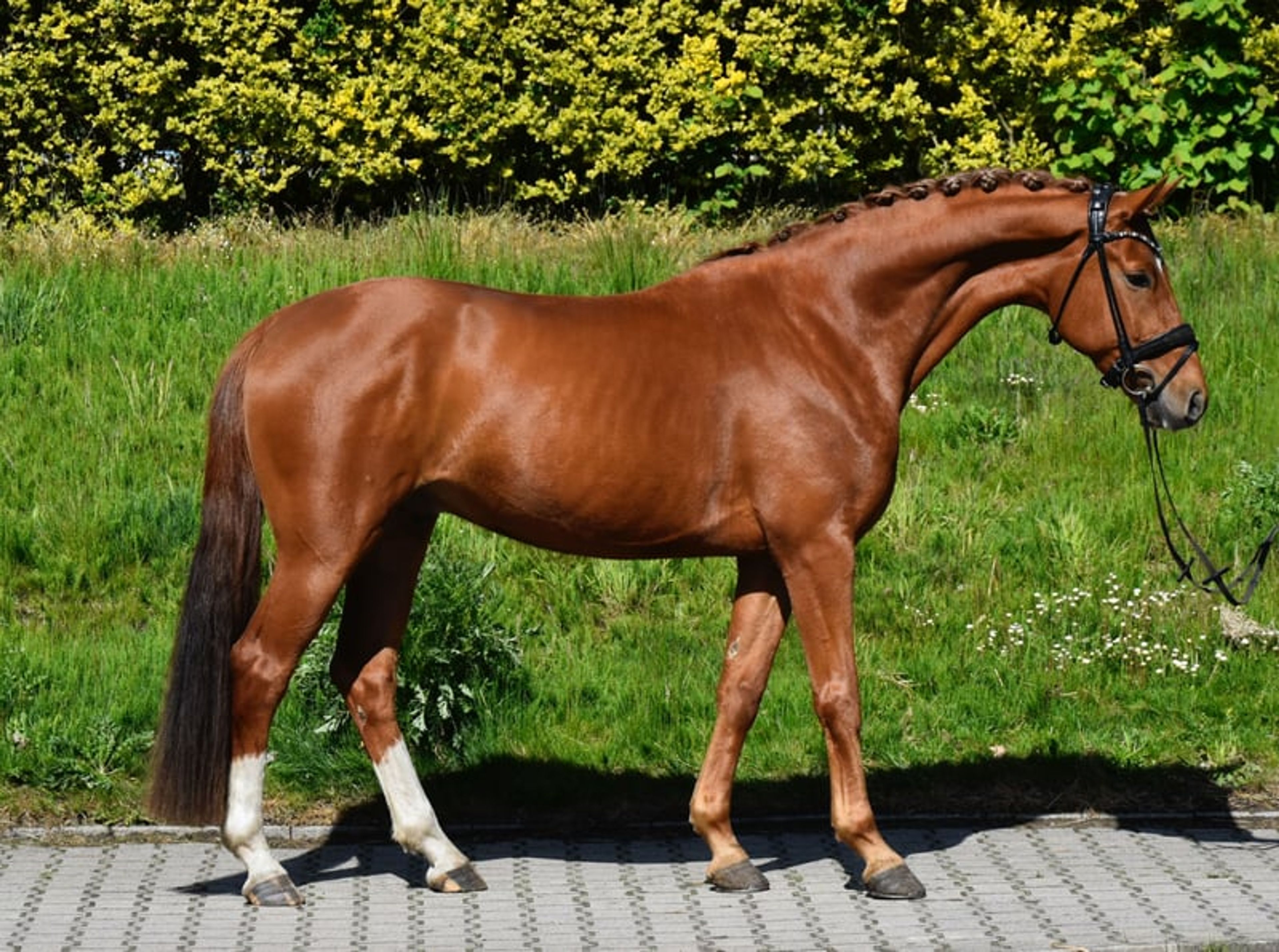 Expressive and promising young prospect horse - Image 3
