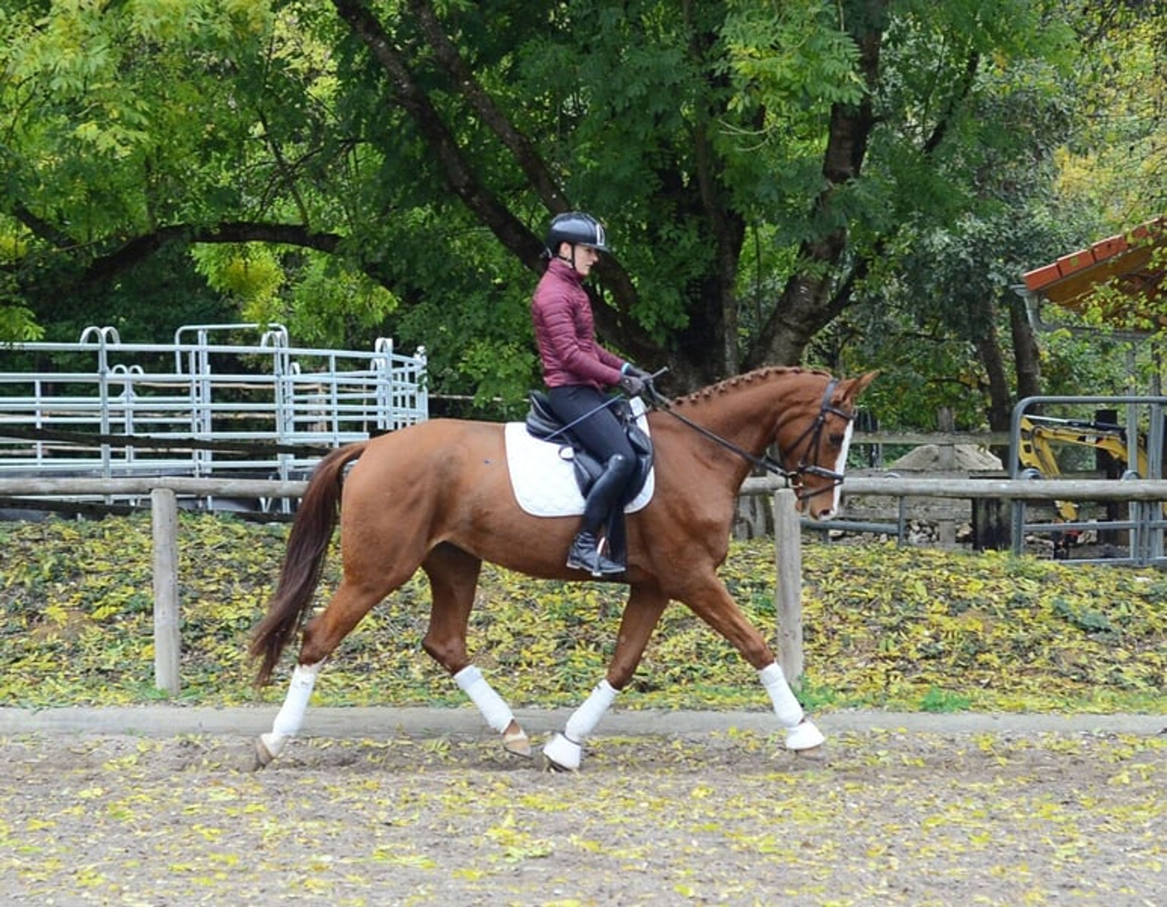 Charming, highly rideable mare with a versatile talent. - Image 1