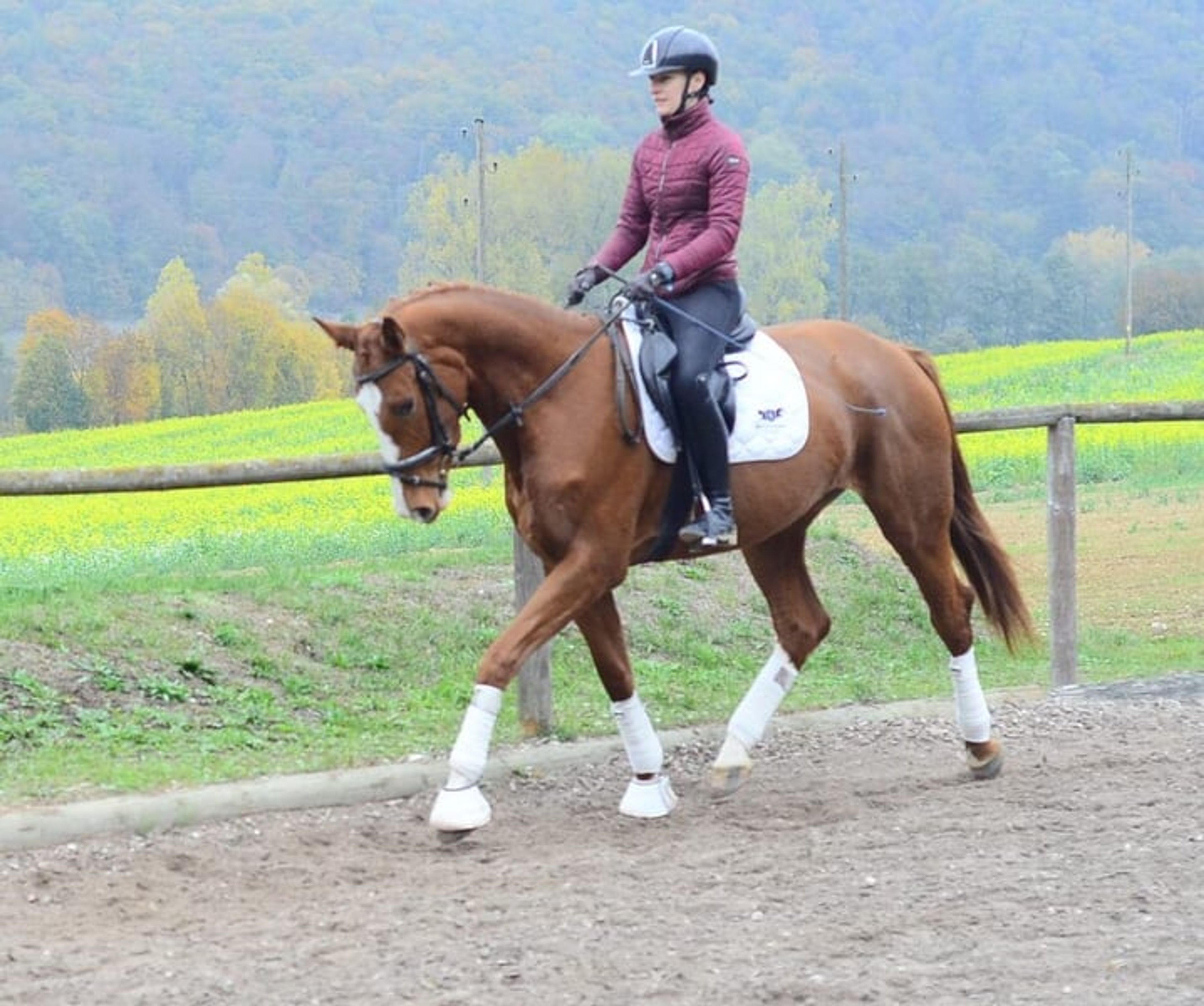 Charming, highly rideable mare with a versatile talent. - Image 2